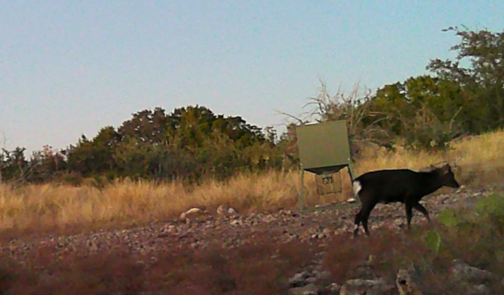 deerF.png