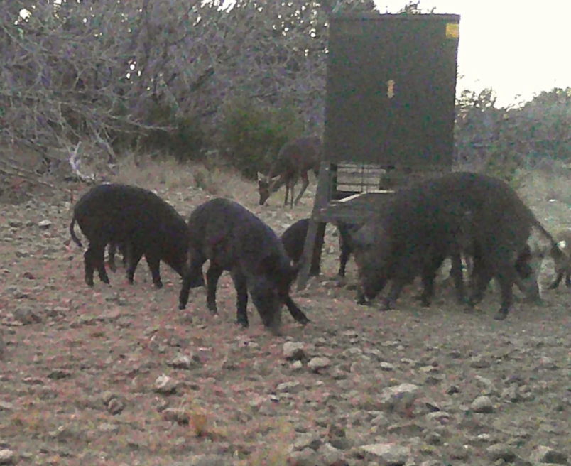 hogDroveH.png