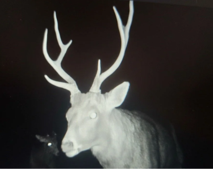 largeStag.png