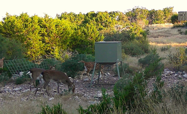 deerH.png