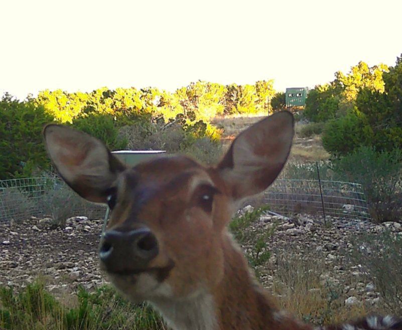 happyDeer.png