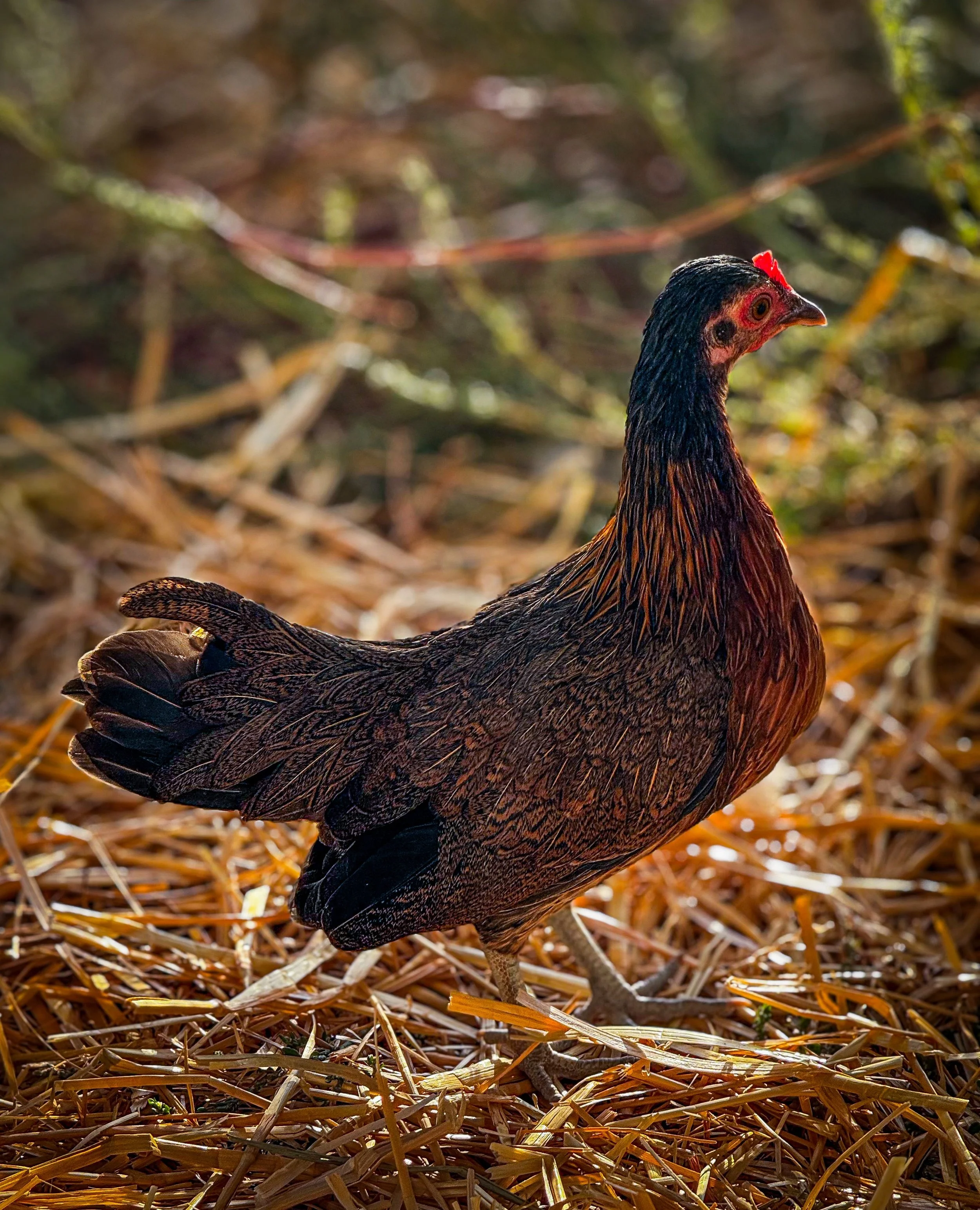 Brown Breasted Red Kikiriki (Old English Game Bird)