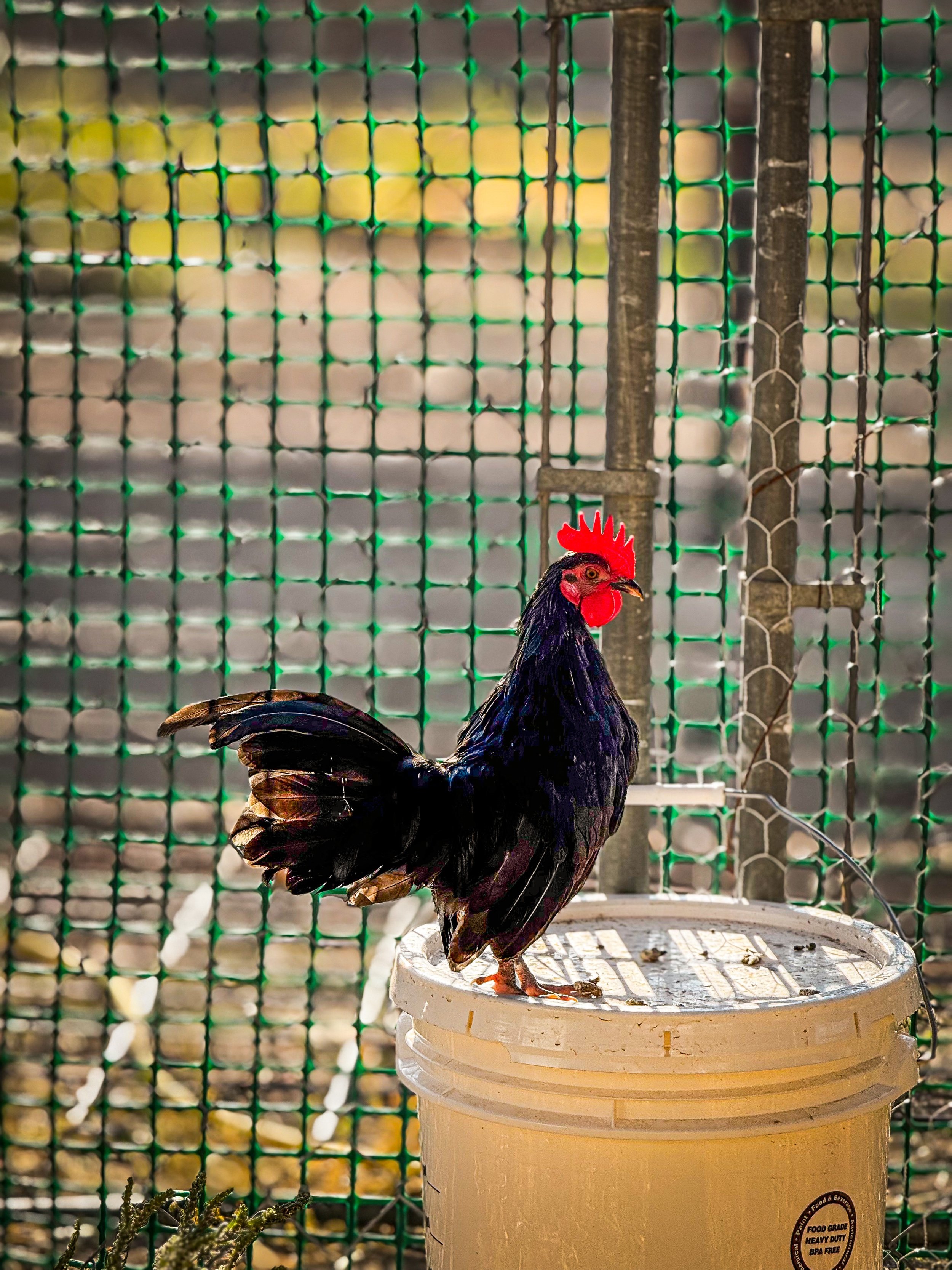 Blue Rooster Kikiriki (Old English Game Bird)