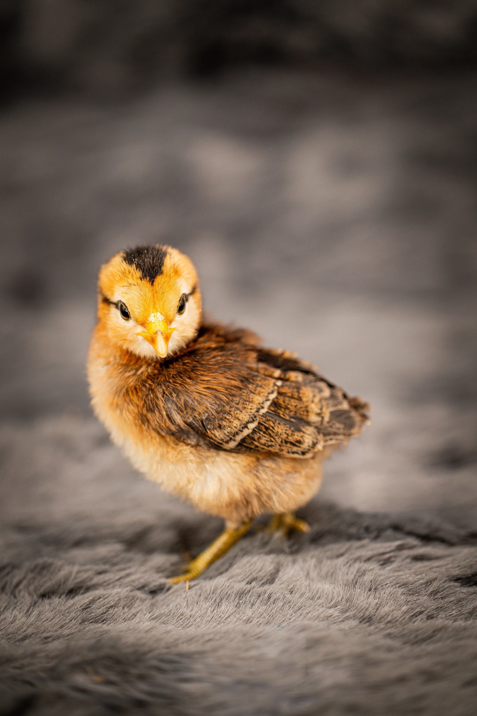 week old partridge rock chick.jpg