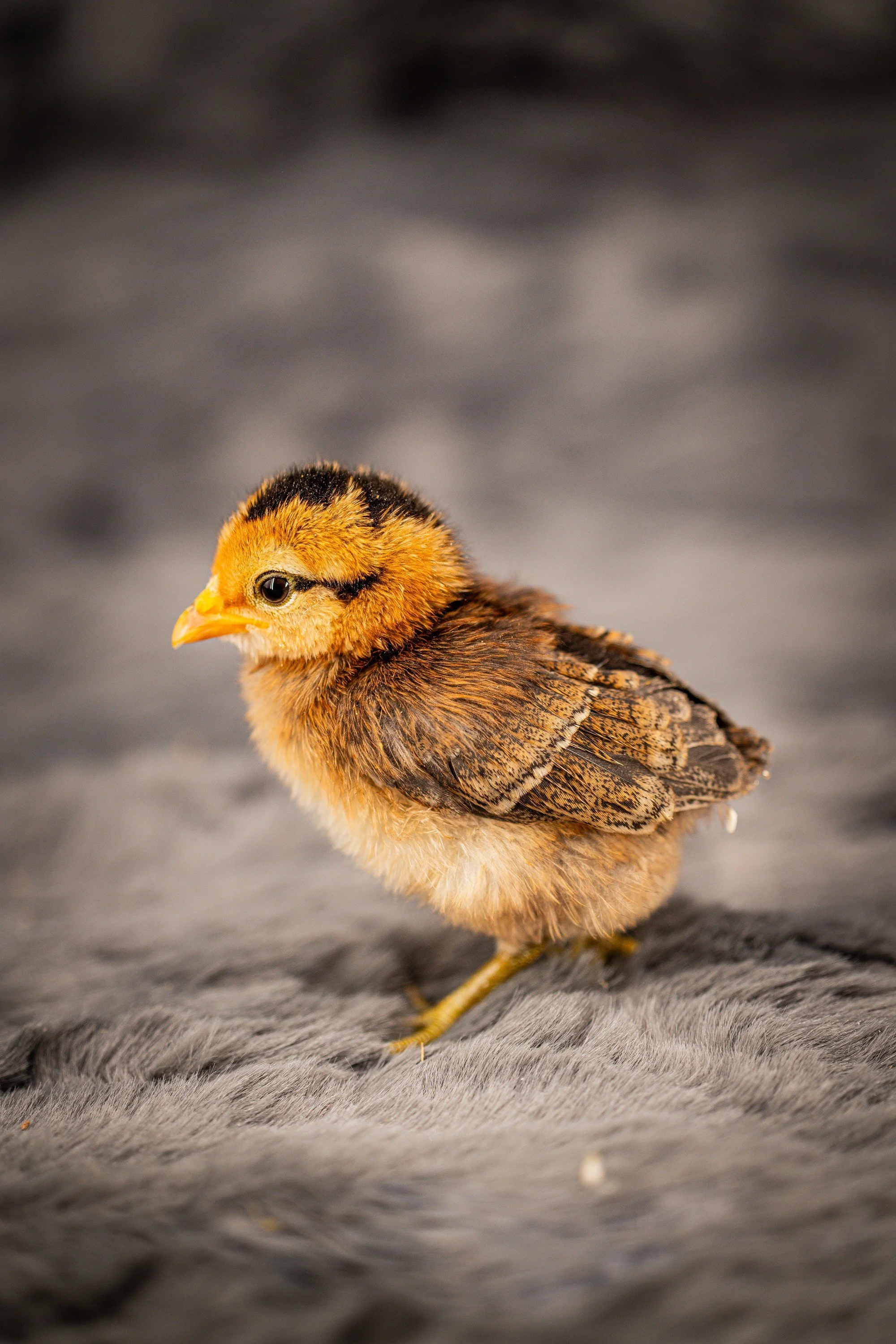 Partridge rock bantam pullet chick week old.jpg