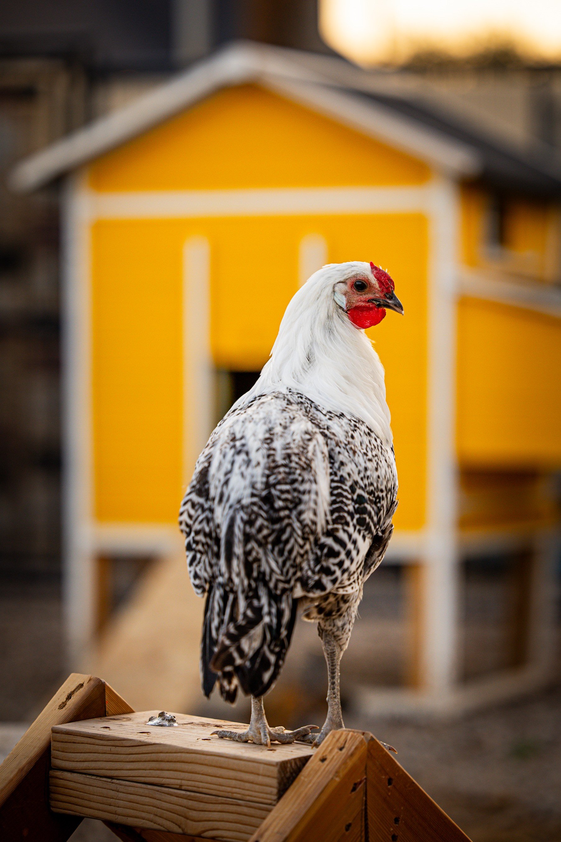 Death Layer chicken rooster.jpg
