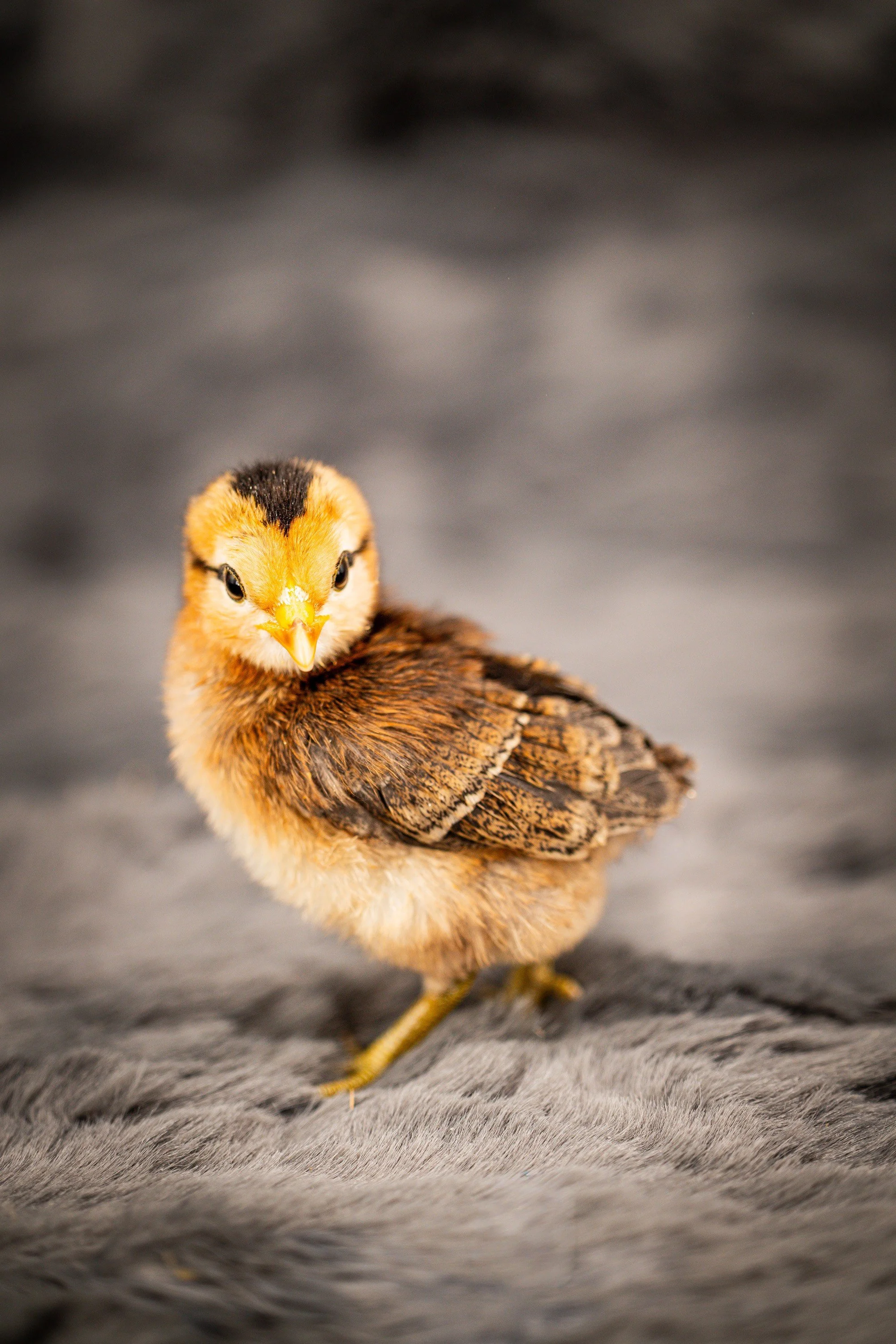 Partridge rock bantam  pullet from Posh Poultry Palace.jpg