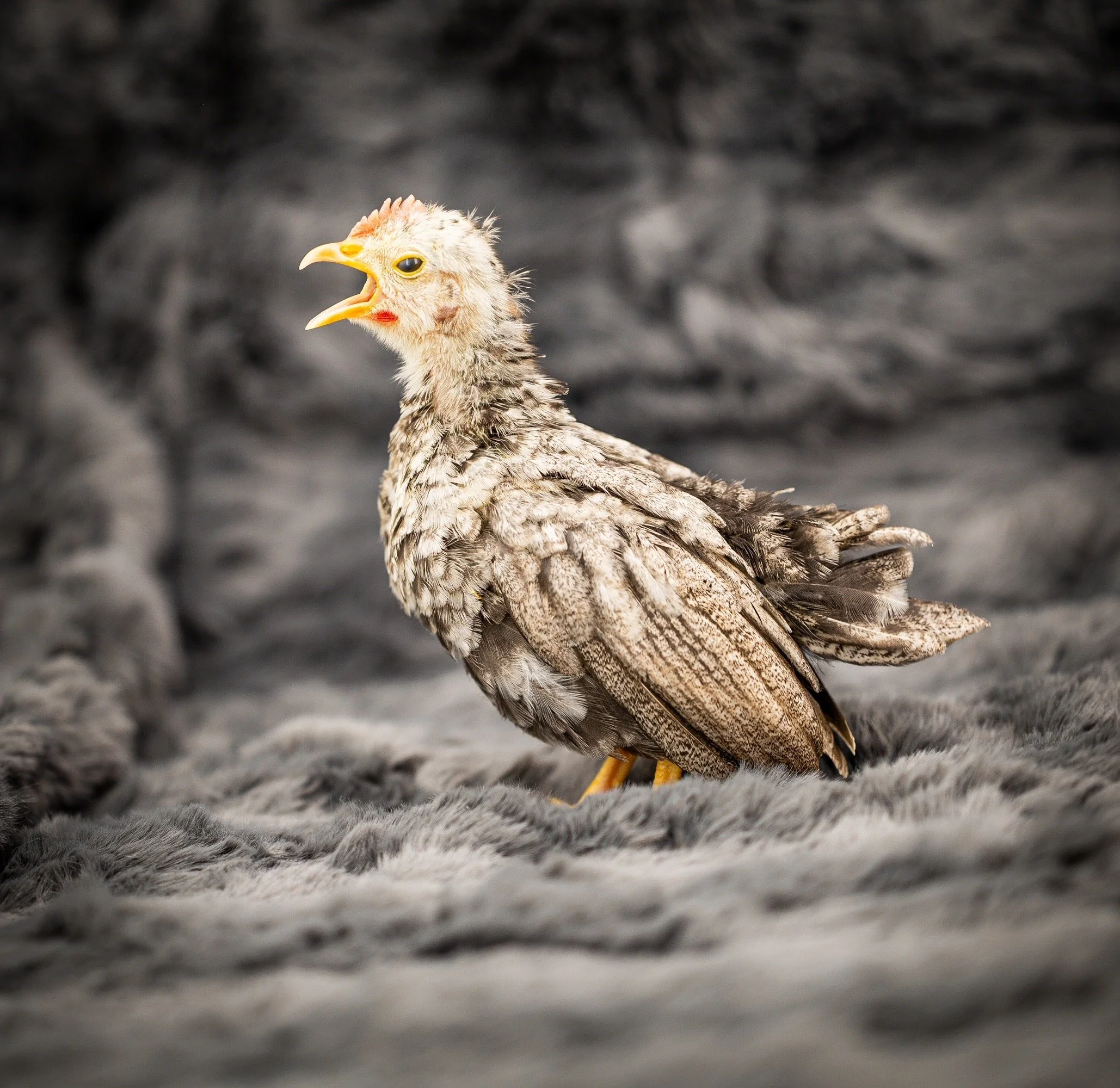 Kikiriki bantam chick rooster.jpg