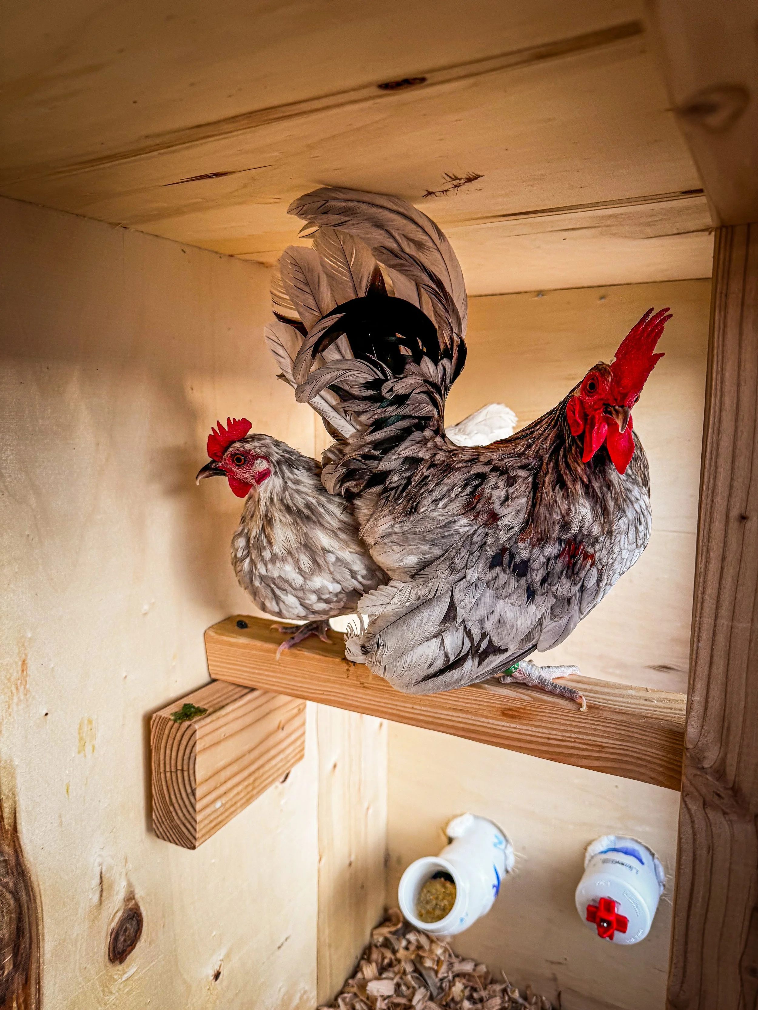 Splash Kikiriki hen and rooster.jpg