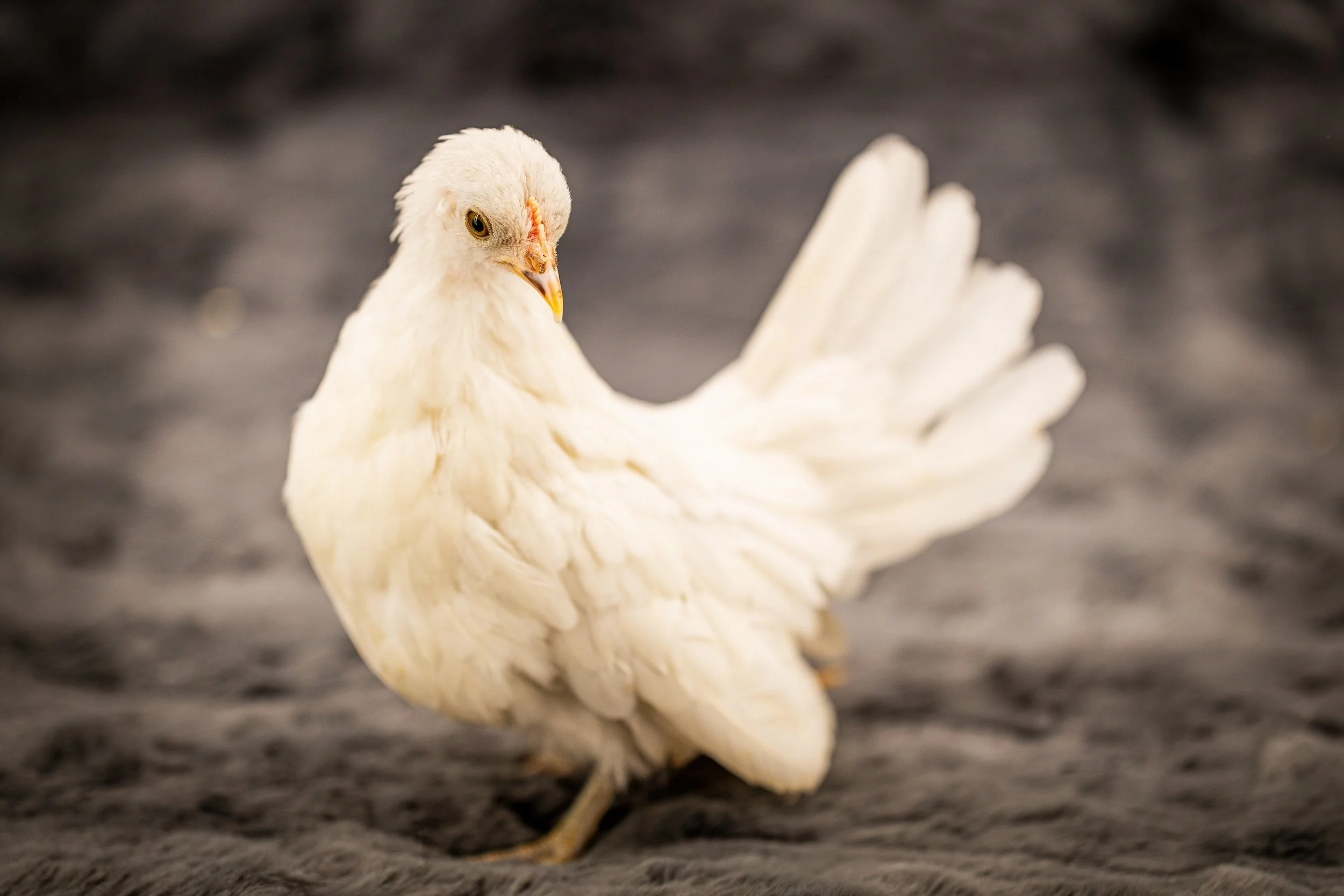 white kikiriki hen pullet from Posh Poultry Palace.jpg