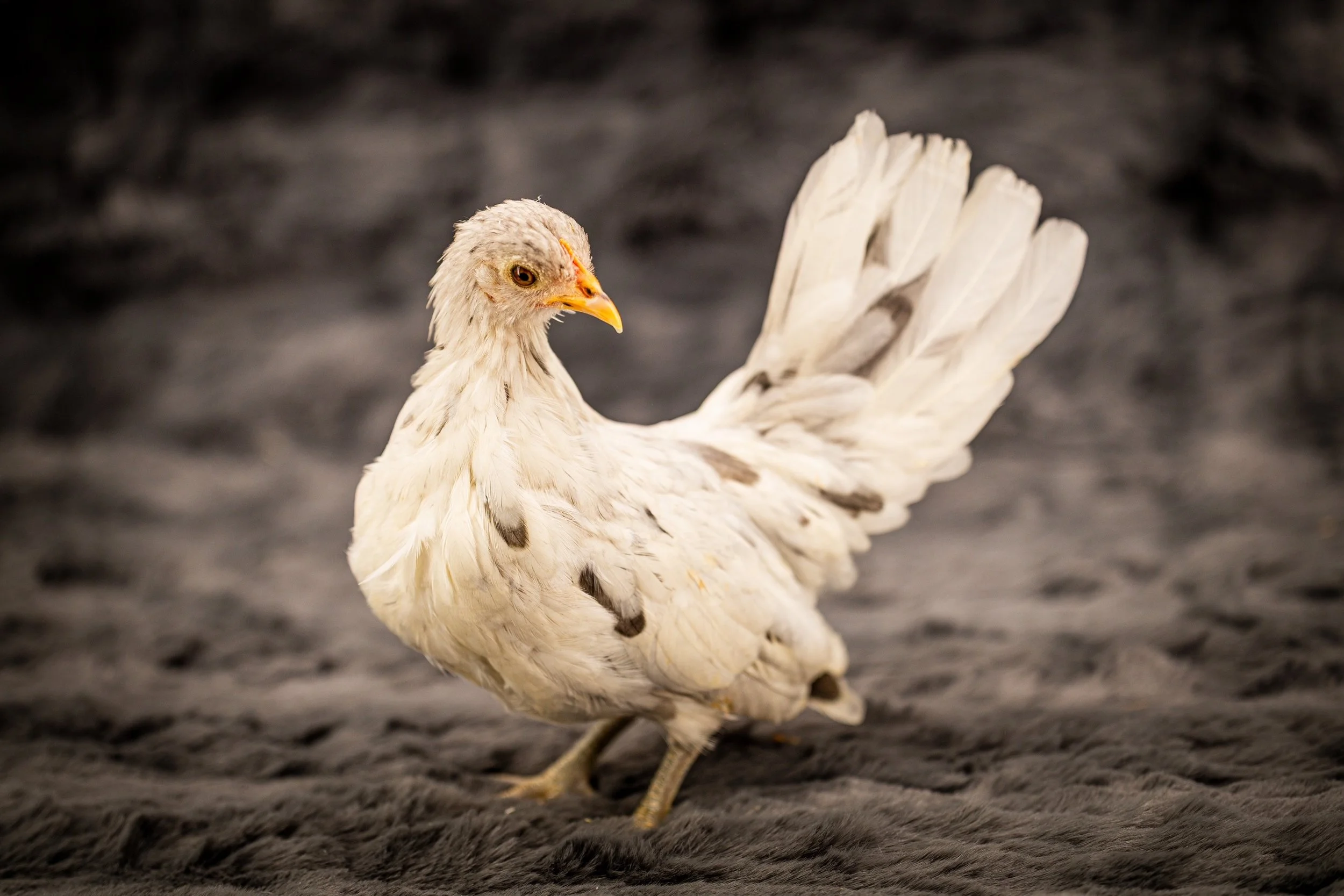 splash kikiriki hen pullet from Posh Poultry Palace.jpg