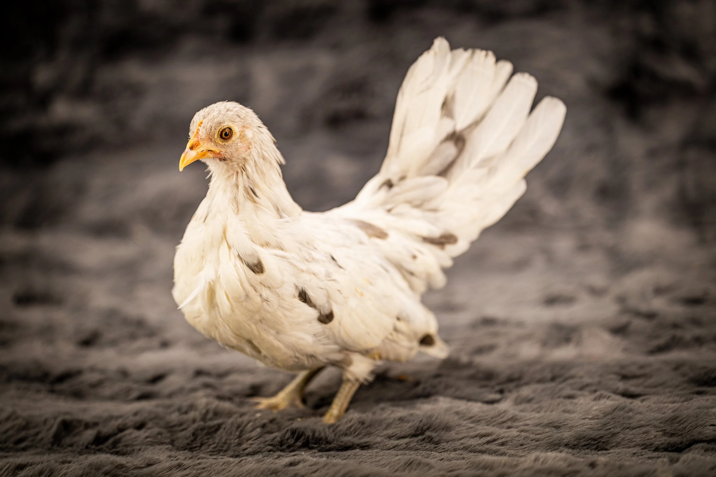 splash kikiriki hen pullet from Posh Poultry Palace 2.jpg