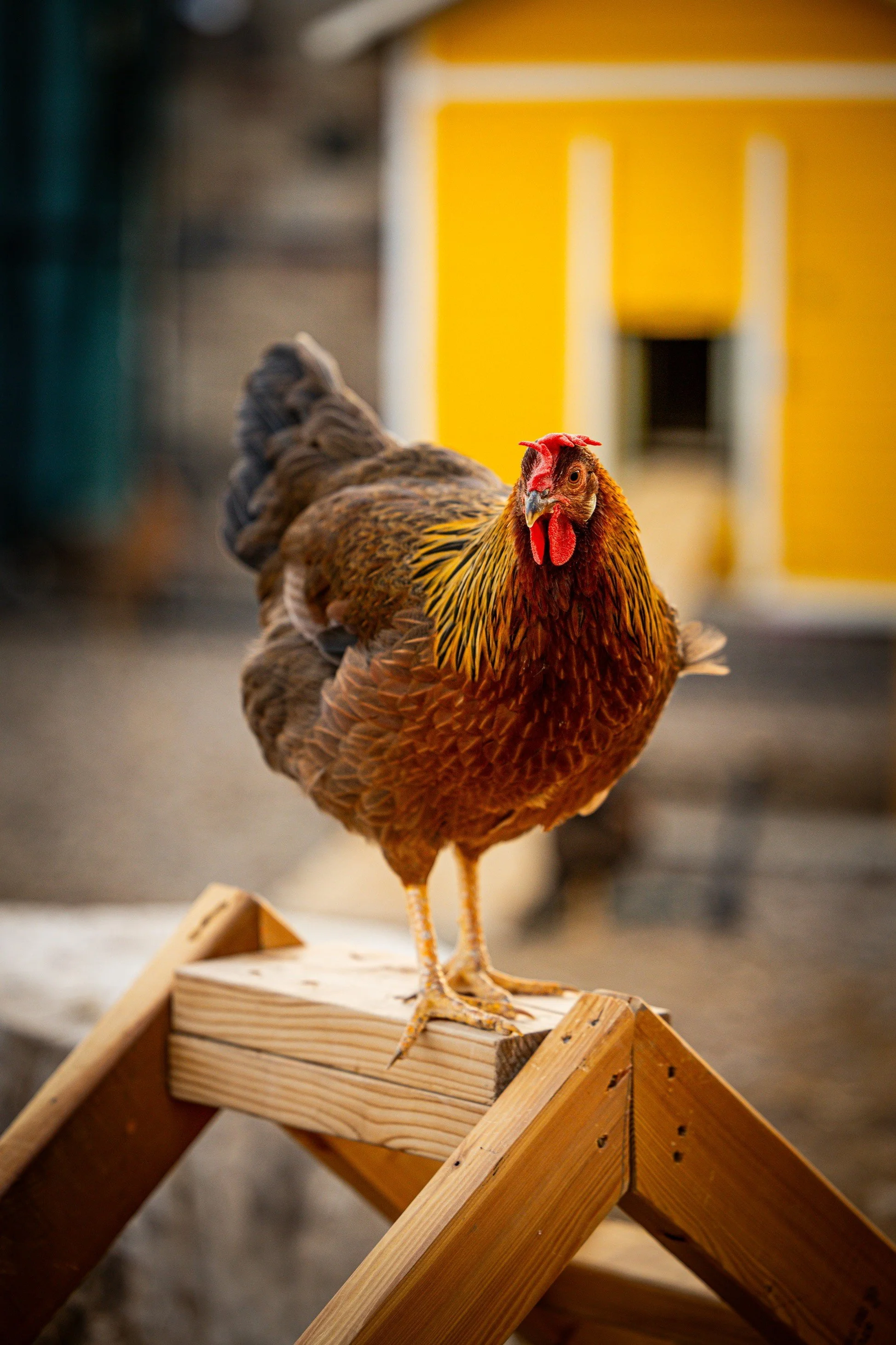 Brown leghorn hen.jpg