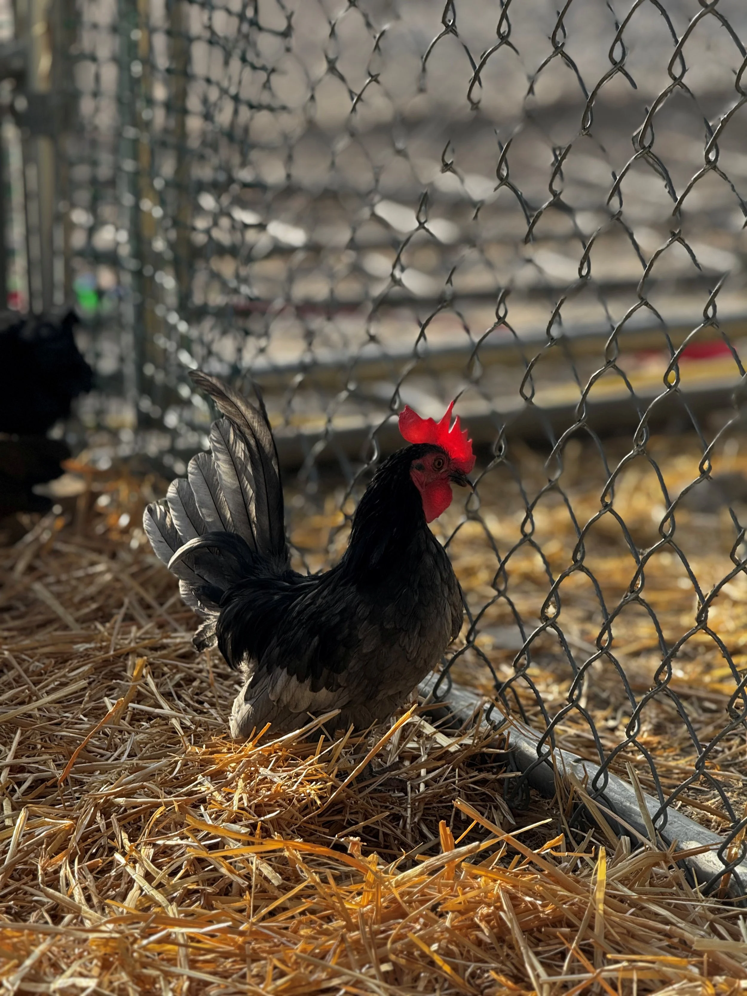 Blue Kikiriki (Old English Game Bird)