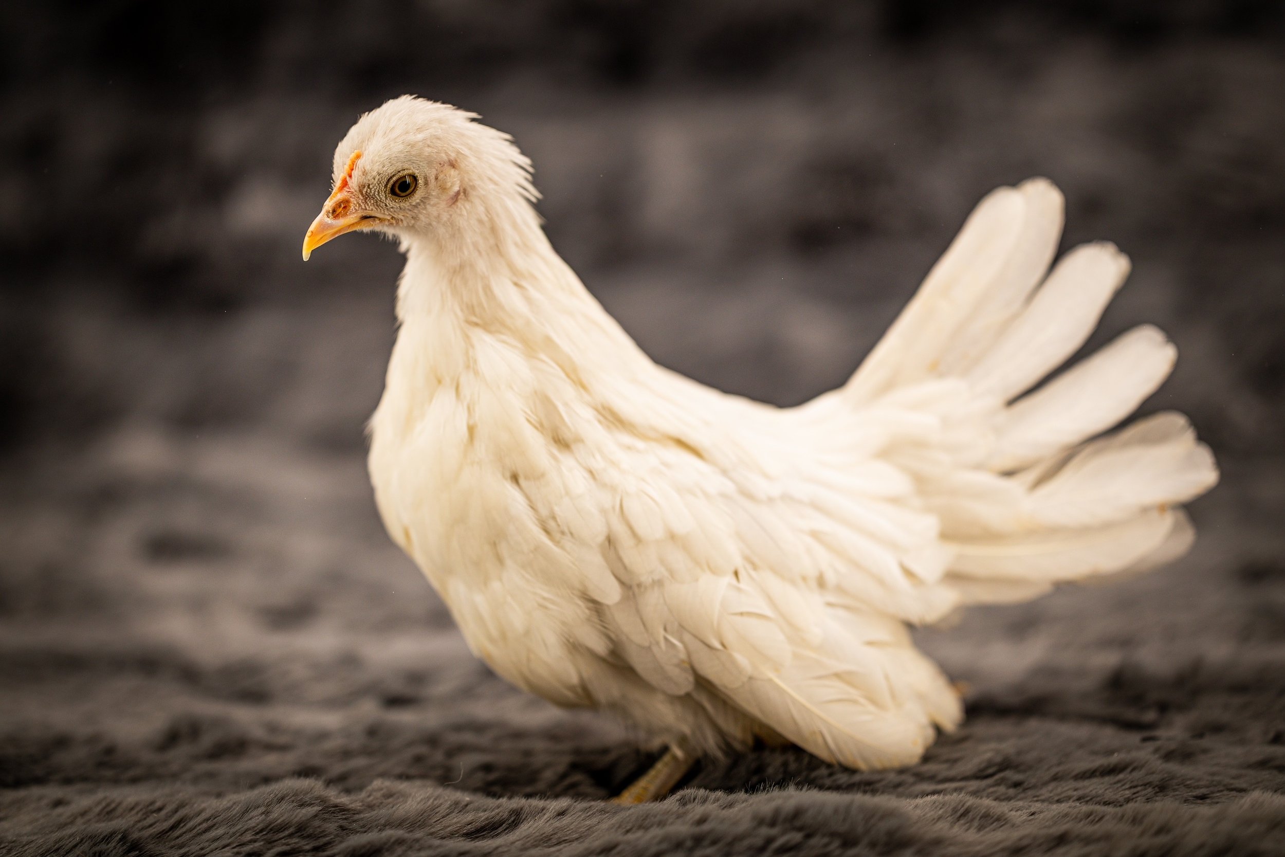 white kikiriki hen pullet from Posh Poultry Palace 2.jpg