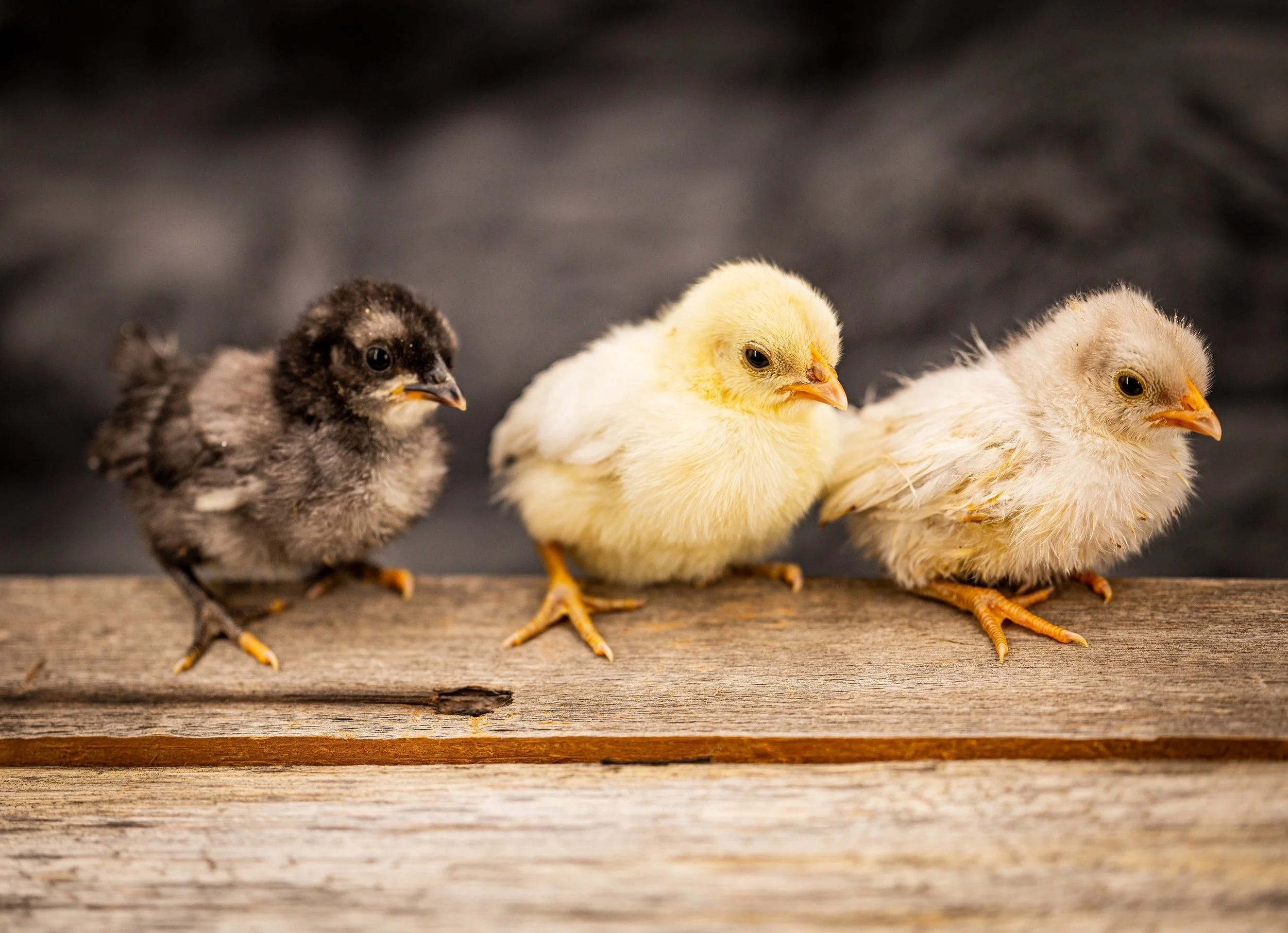 kikiriki week old chicks - blue, slate, and white.jpg
