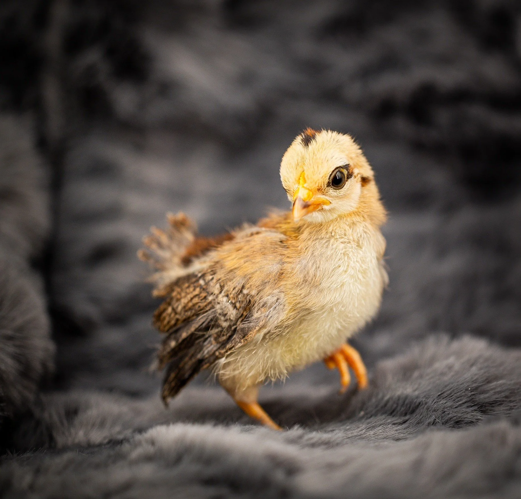 adorable chick.jpg