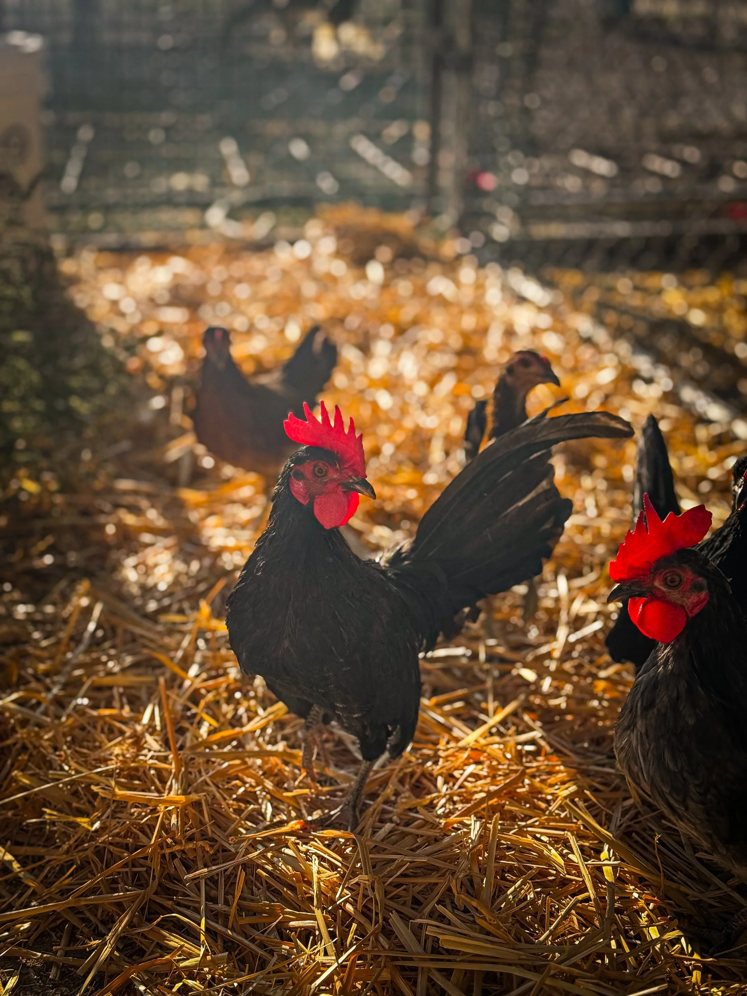 Black Rooster Kikiriki (Old English Game Bird)