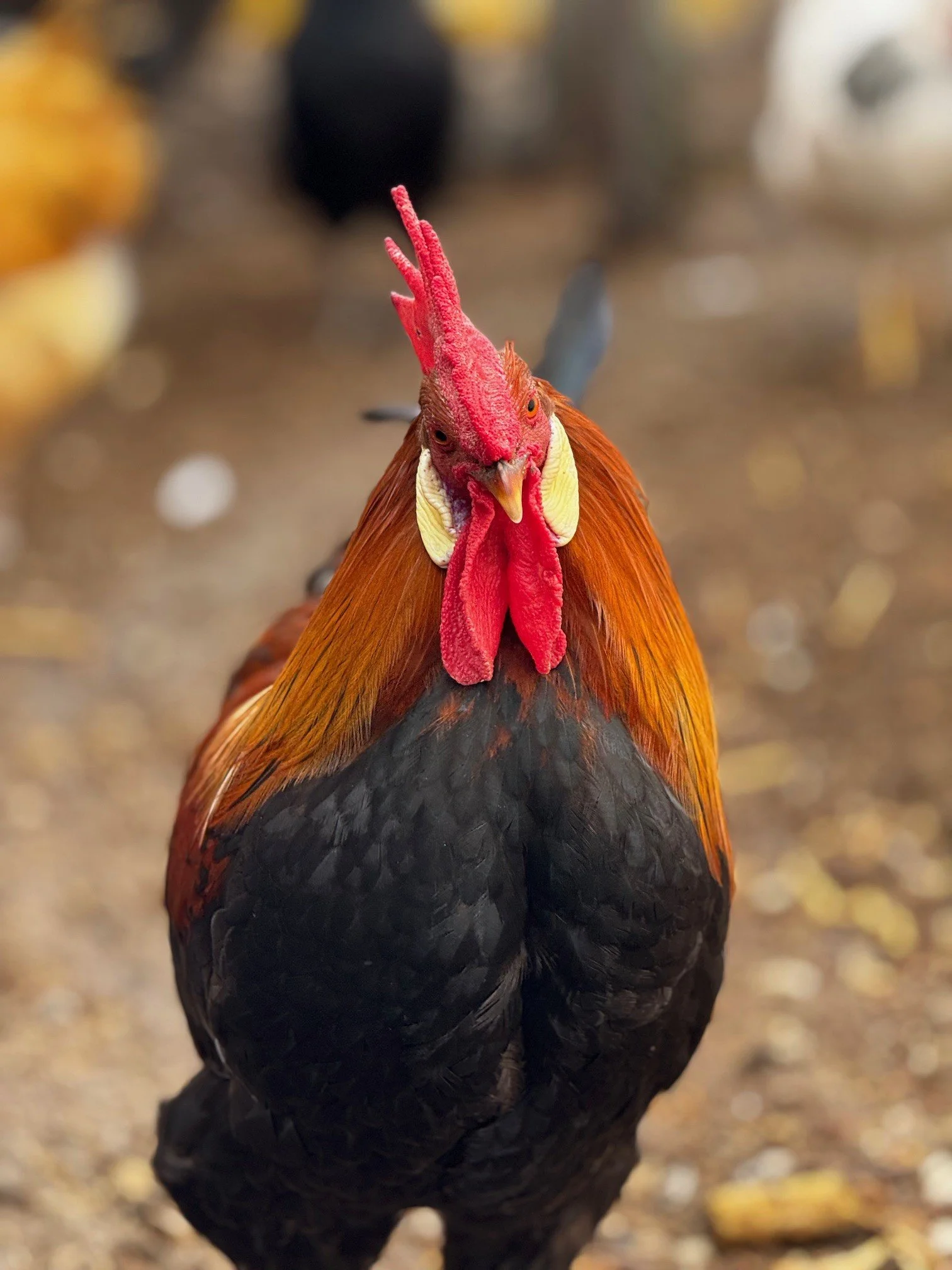 Brown leghorn rooster.jpg
