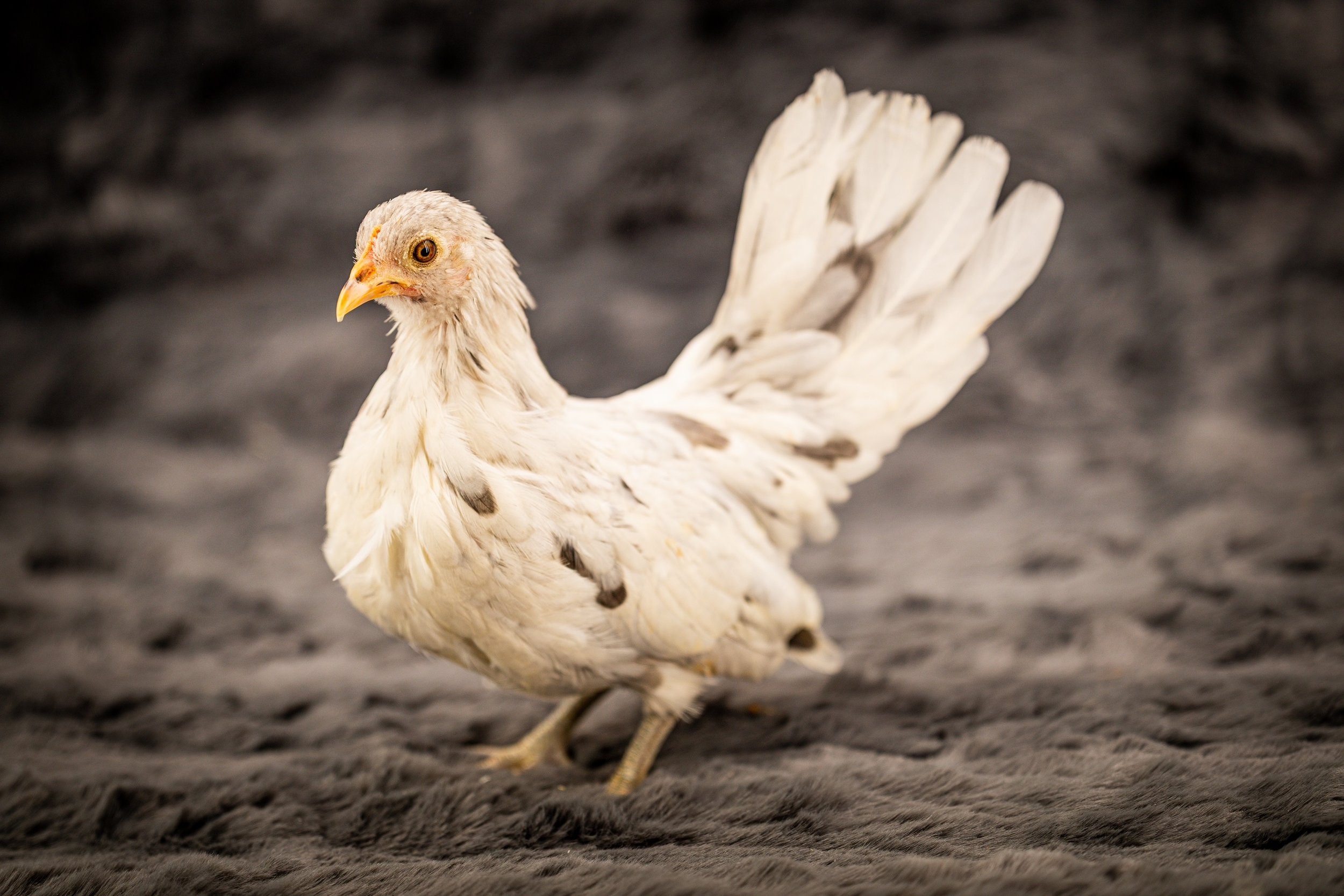 splash kikiriki hen pullet from Posh Poultry Palace 2.jpg