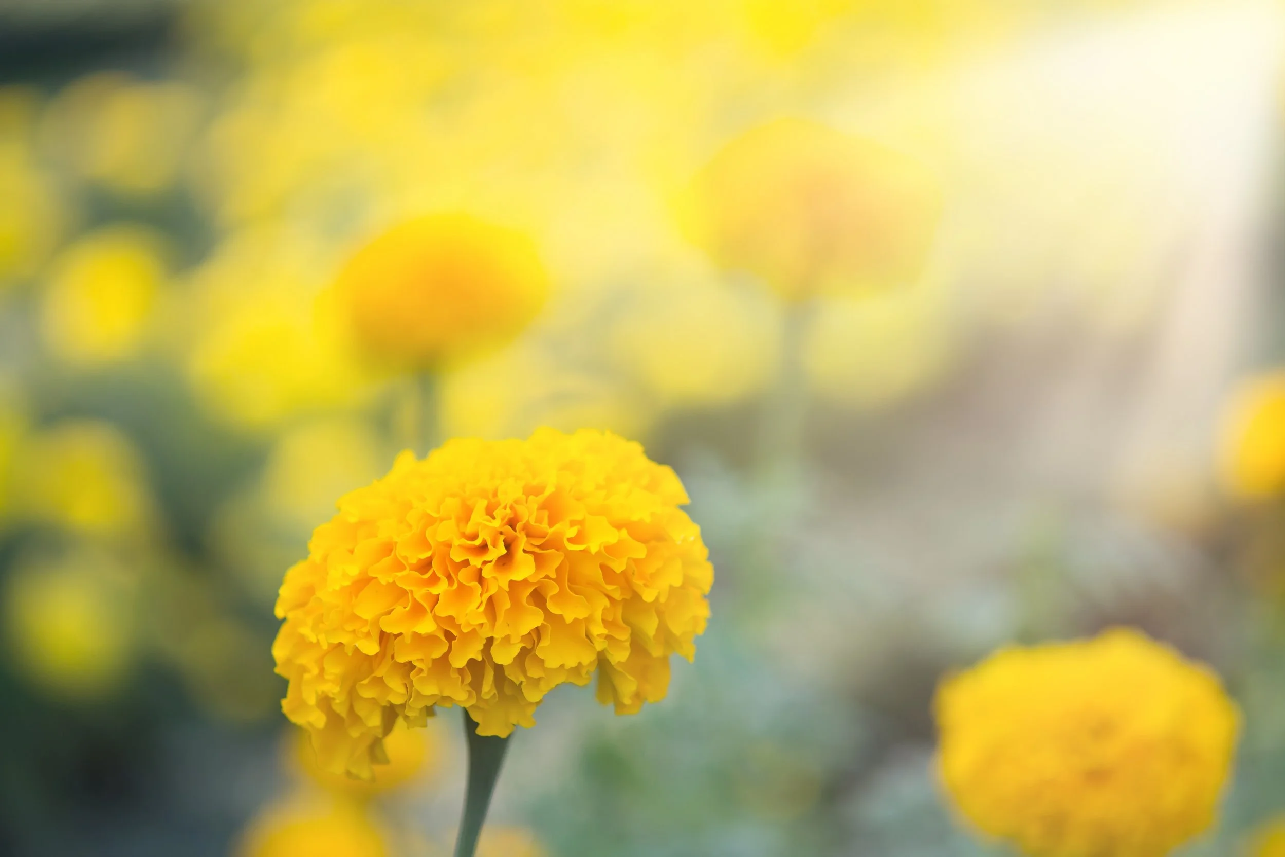 Close-up of a yellow marigold flower with blurred yellow flowers in the background.