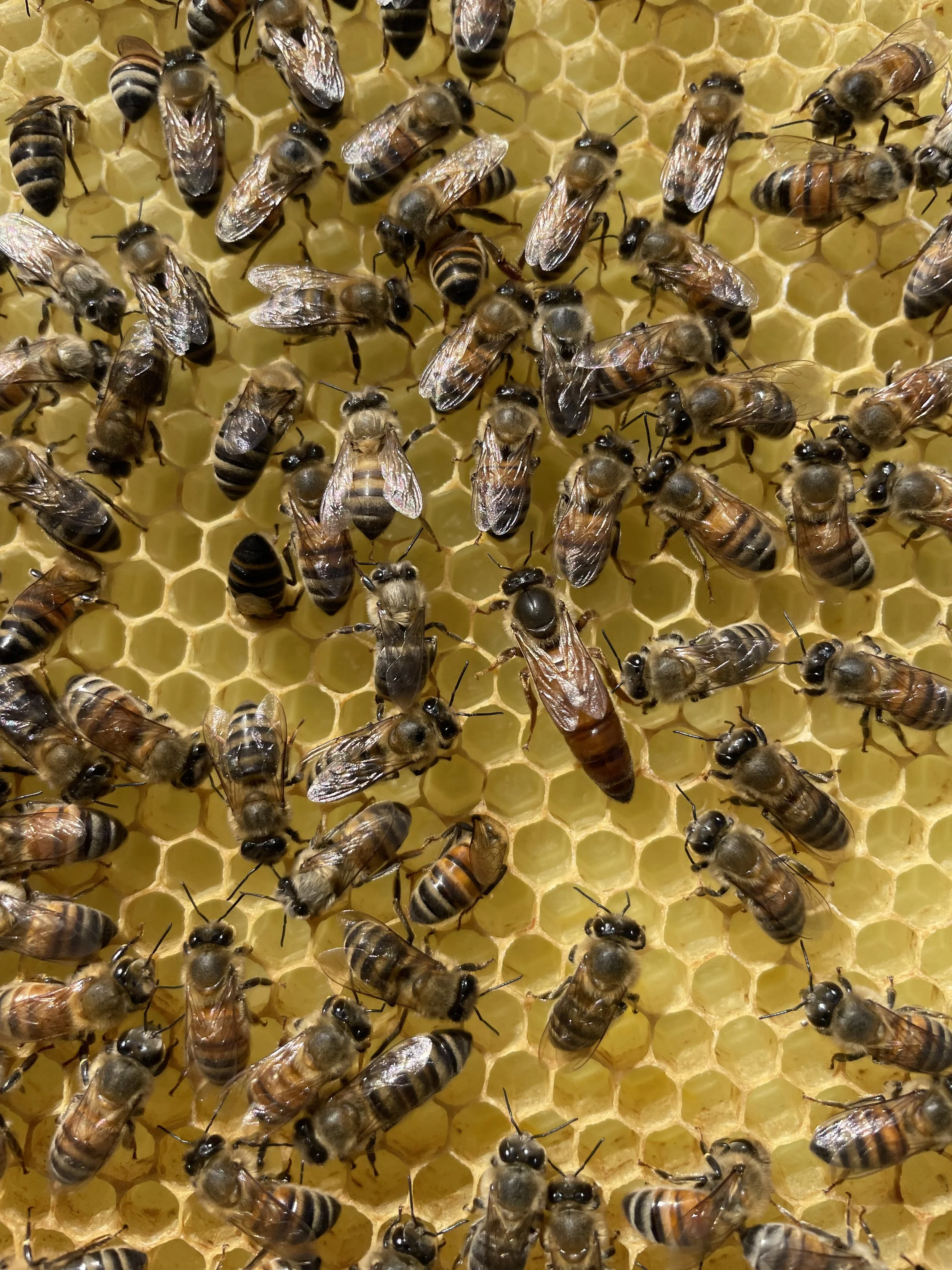 Mated Queen Bees