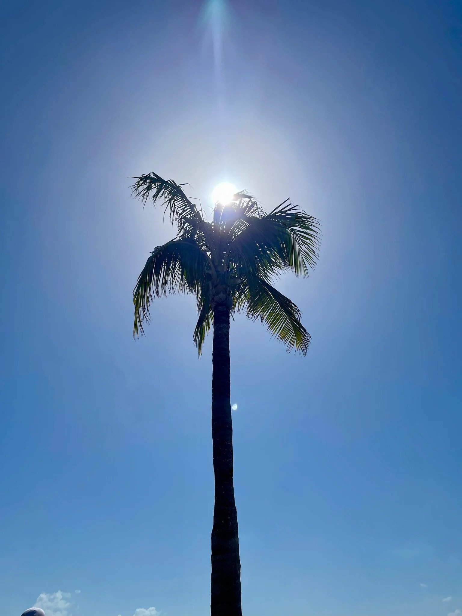 A tall palm tree with the sun positioned behind it in a clear blue sky.