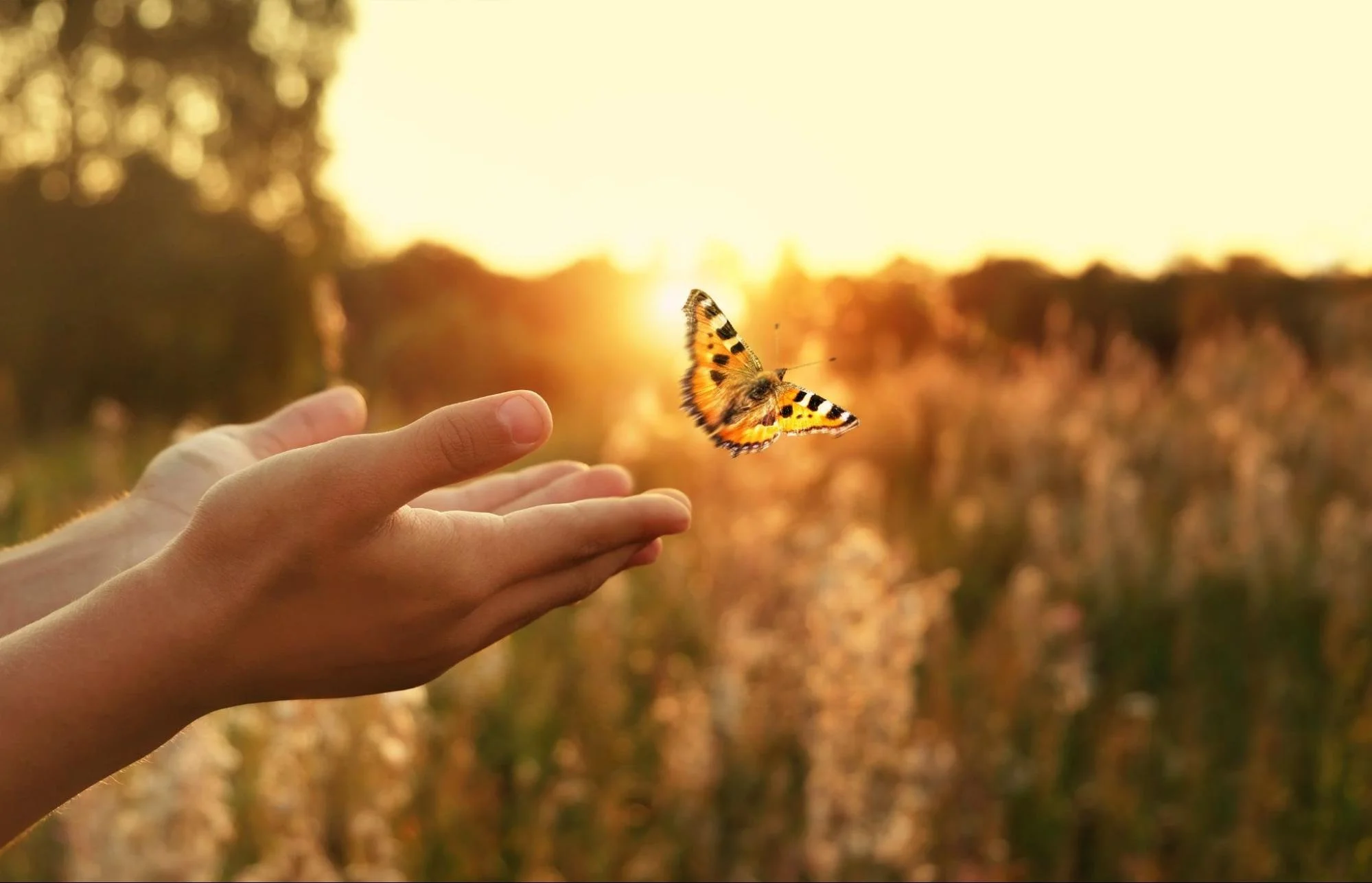 Hands releasing a butterfly at sunset, symbolizing healing, transformation, and personal renewal-HealthSpan Internal Medicine in Boulder CO