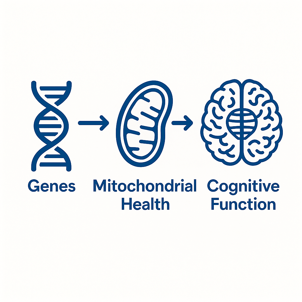 Why Are Mitochondria Important in Dementia and Other Neurodegenerative Diseases?