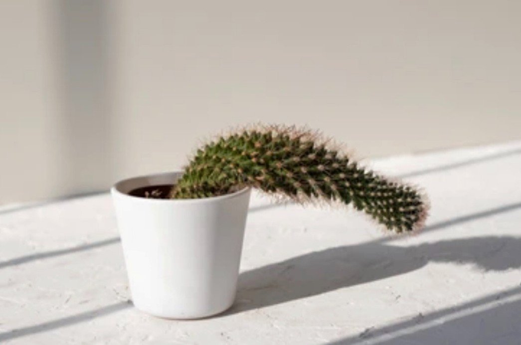 Is Erectile Dysfunction a Risk Factor for Dementia?