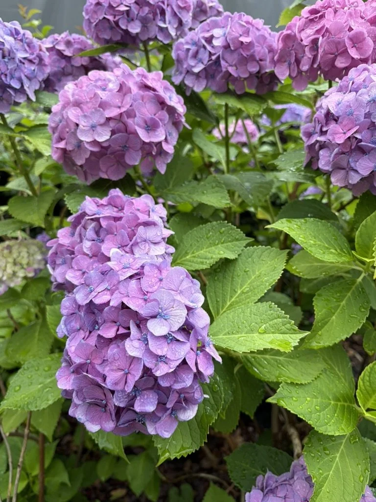 What Are 5 Things Japan Taught Me About Brain Health?