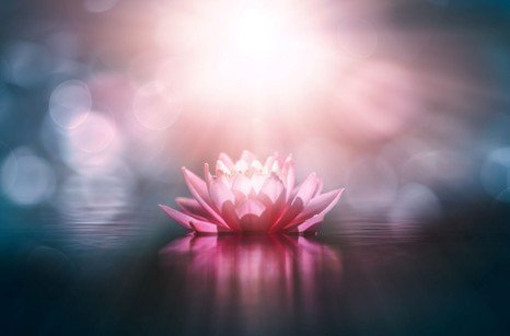 Image of a lotus flower under sunlight  for blog about how do purpose and meaning protect the brain. Image used by Dr. Jessica Knape of HealthSpan Internal Medicine in Boulder, CO.jpg