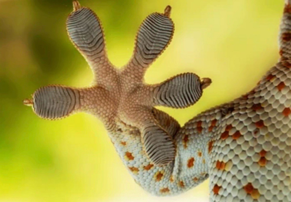 Lizards leg close up for blog about foot strength related to falls and why it matters for brain health. Image used by Dr. Jessica Knape of HealthSpan Internal Medicine in Boulder, CO.jpg