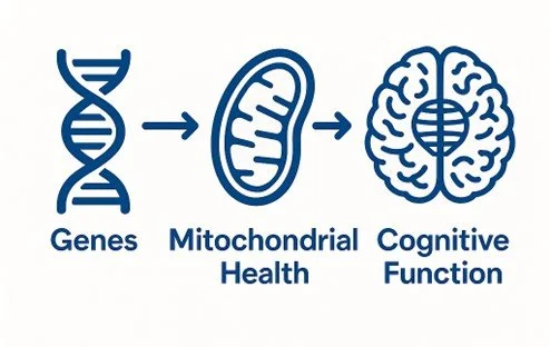 Genes mitochondrial health  and cognitive function  images  for blog about role of mitochondria  in autism and cognitive health. Image used by Dr. Jessica Knape of HealthSpan Internal Medicine in Boulder, CO.jpg