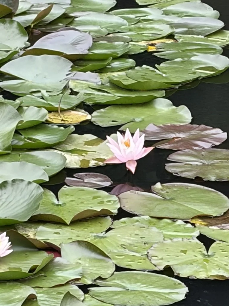pic-from-dr-jessica-knape-lily-leaves-in-water-for-blog-about-what-are-5-things-japan-taught-me-about-brain-health-with-healthspan-internal-medicine-in-boulder-colorado