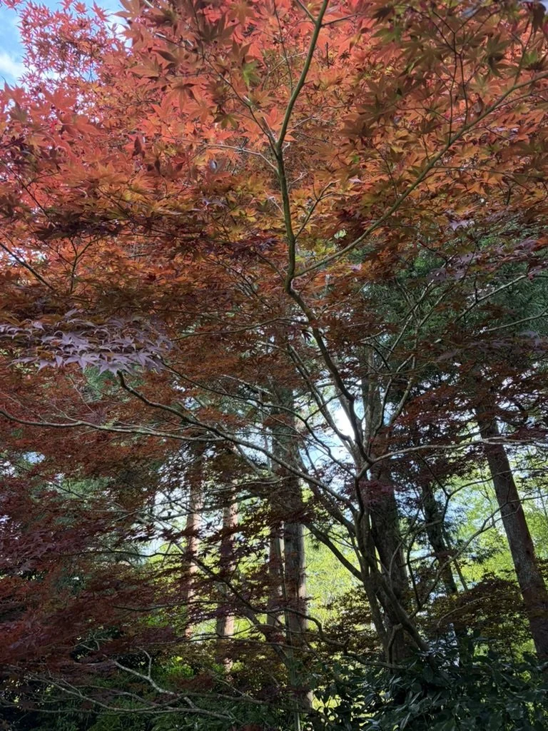 pic-from-dr-jessica-knape-trees-from-a-forest-in-japan-for-blog-about-what-are-5-things-japan-taught-me-about-brain-health-with-healthspan-internal-medicine-in-boulder-colorado