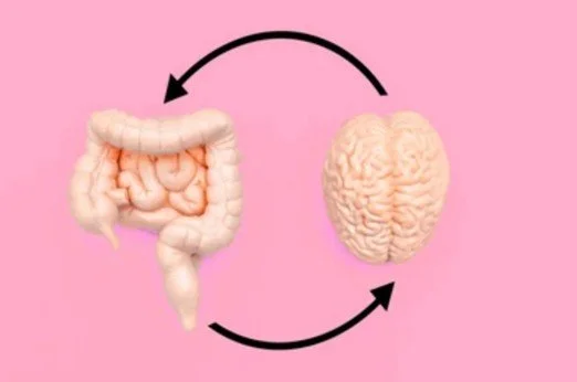 Intestines and brain with arrows circling around for blog about what does gut health have to do with brain health. Image used by Dr. Jessica Knape of HealthSpan Internal Medicine in Boulder, CO.jpg