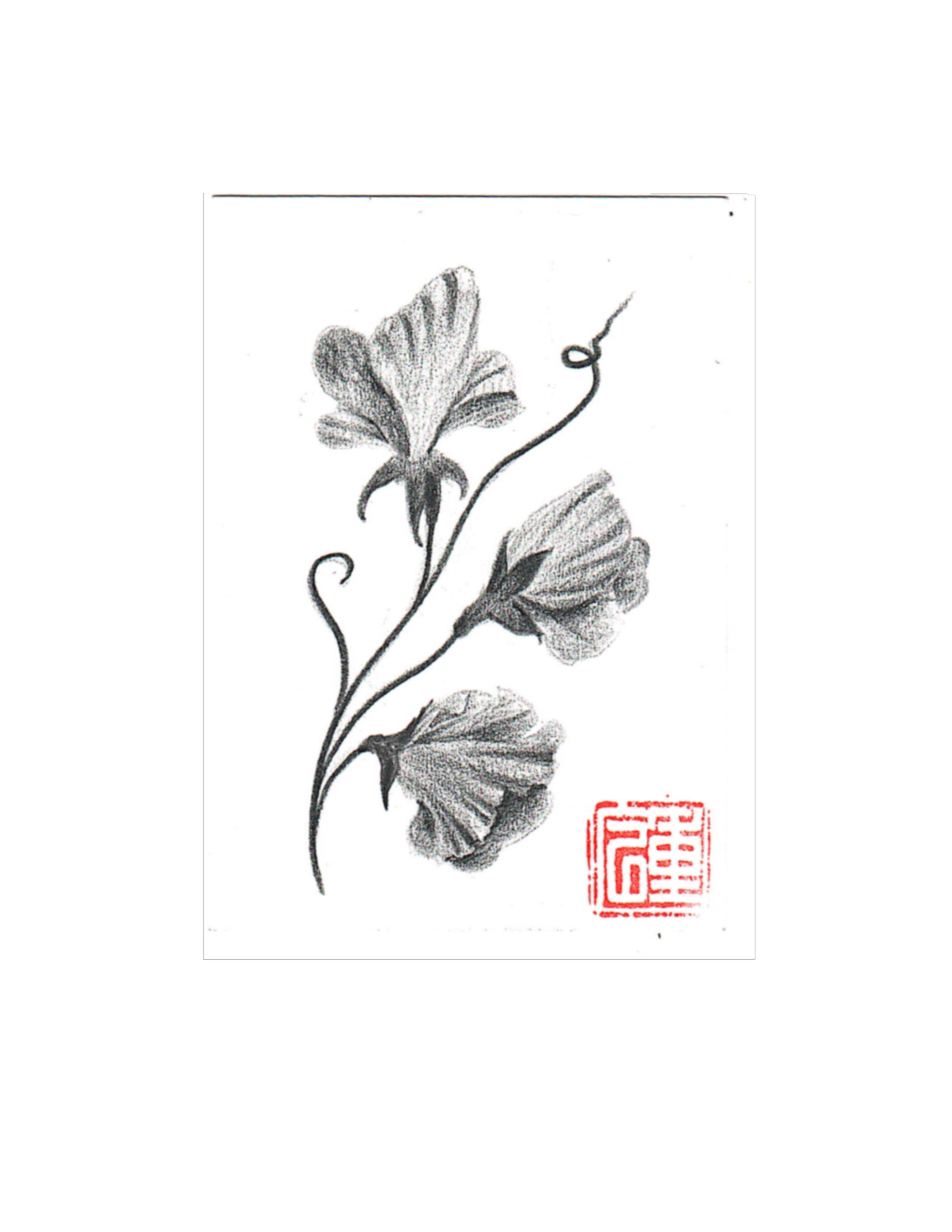 Sweet Peas