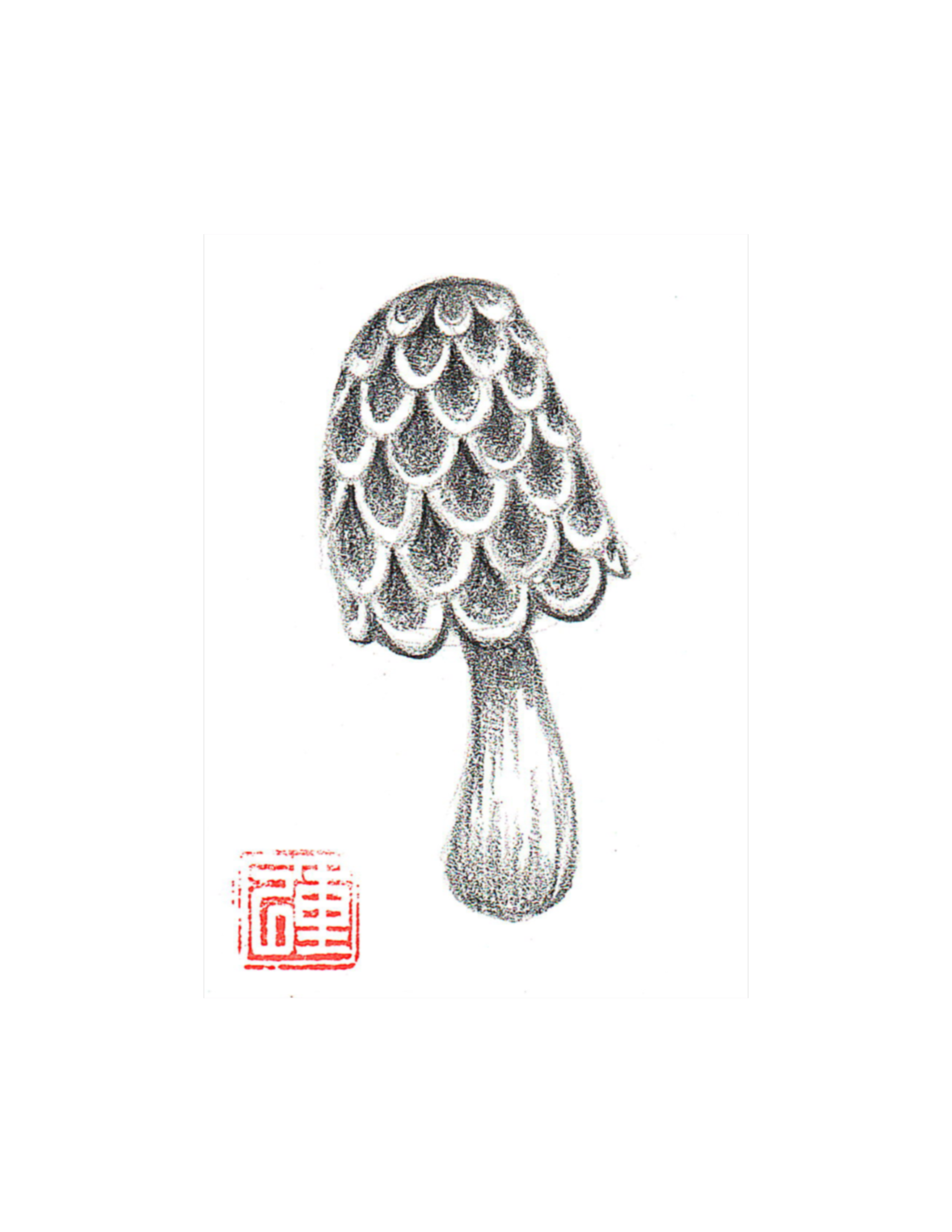 Round Scale Mushroom