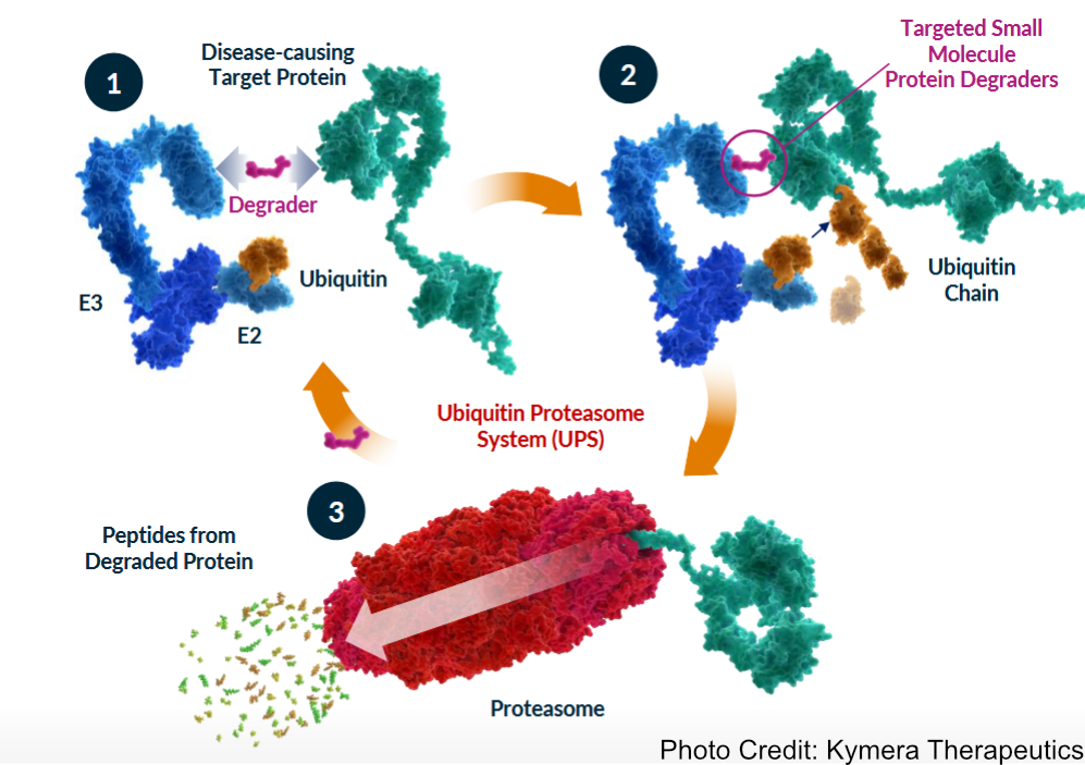Watertown Bio Journal Club: How Targeted is Targeted Protein Degradation?