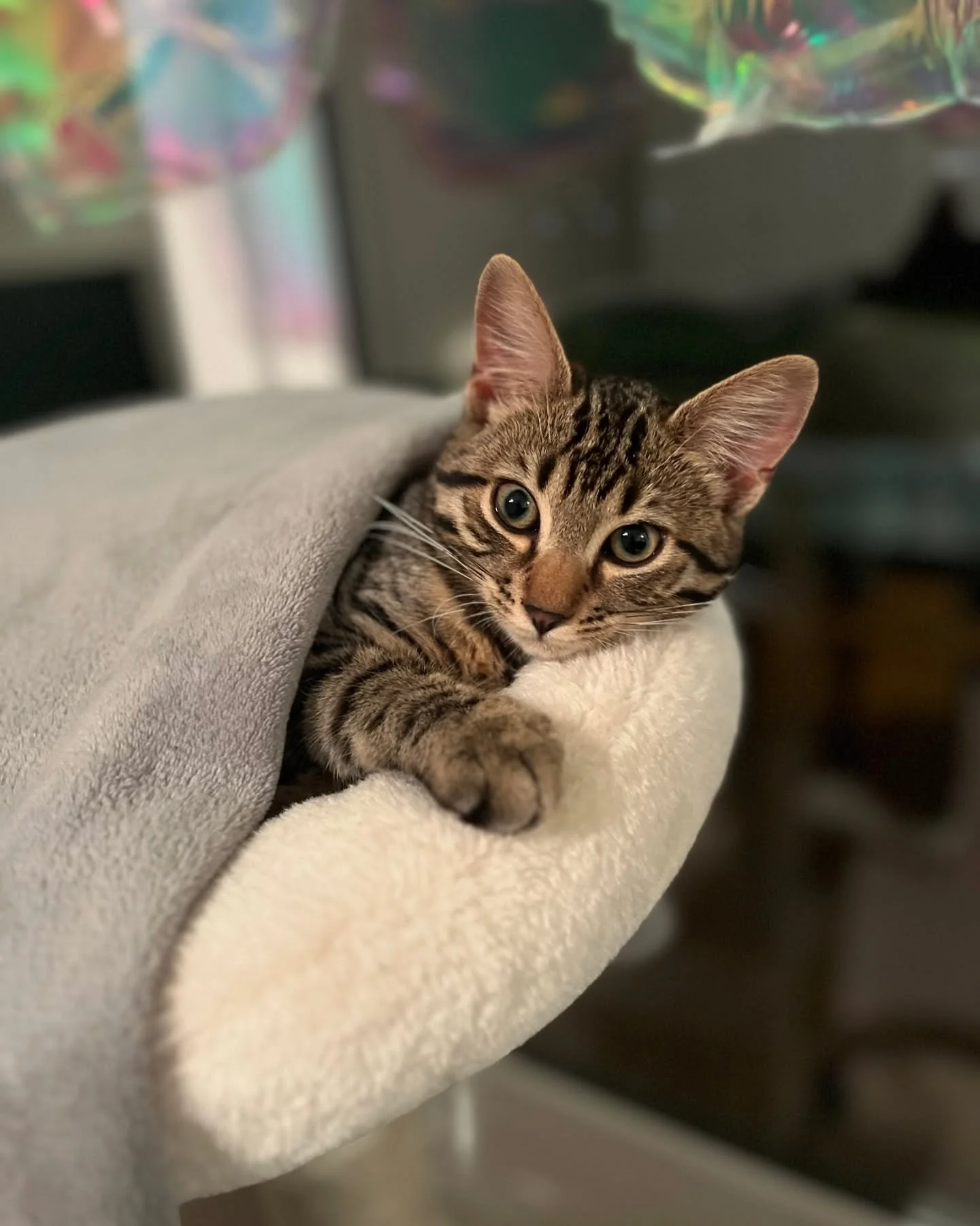 My lethal sidekick, Kiwi✨