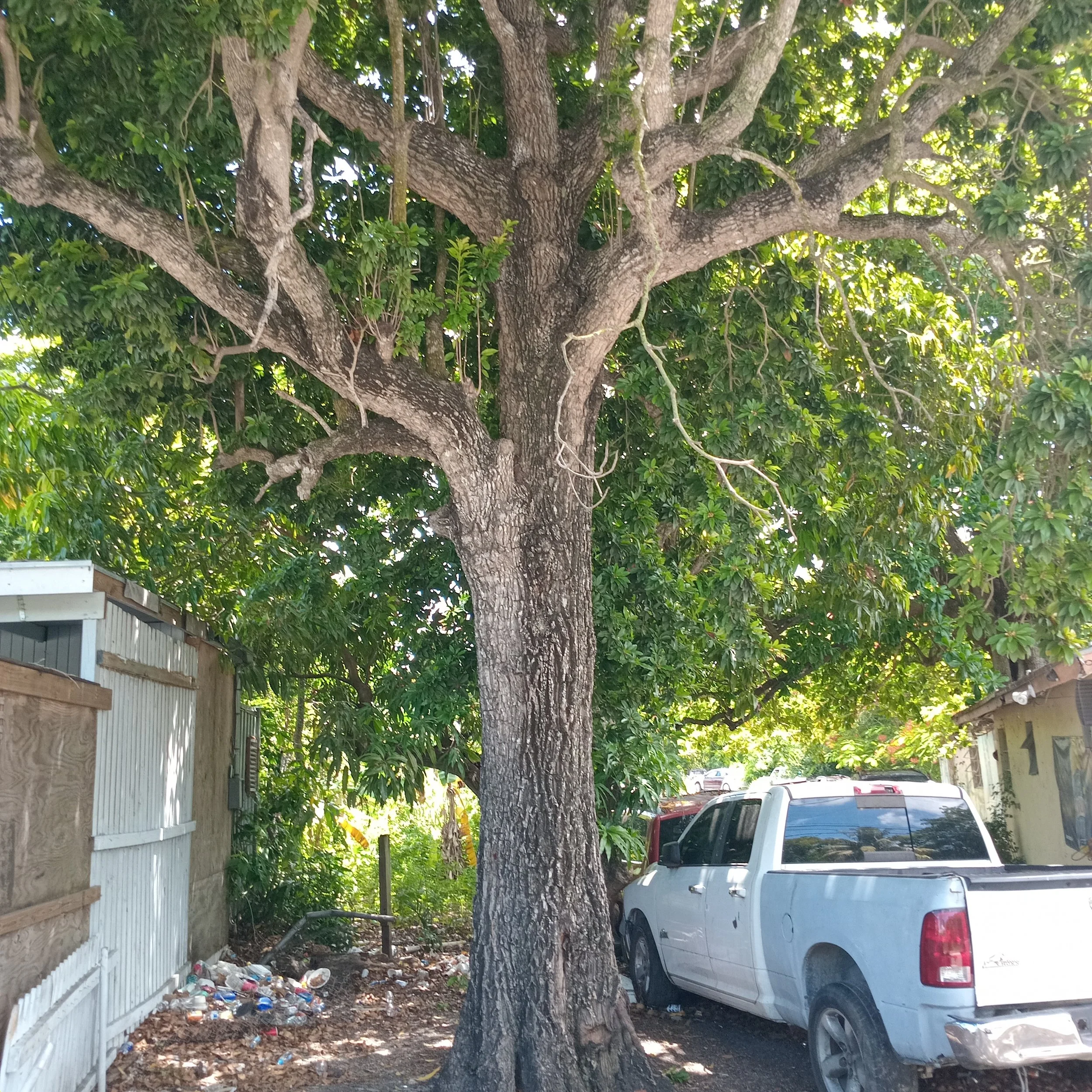 Thurstons Lumberjack Tree Removal Bahamas Chainsaw