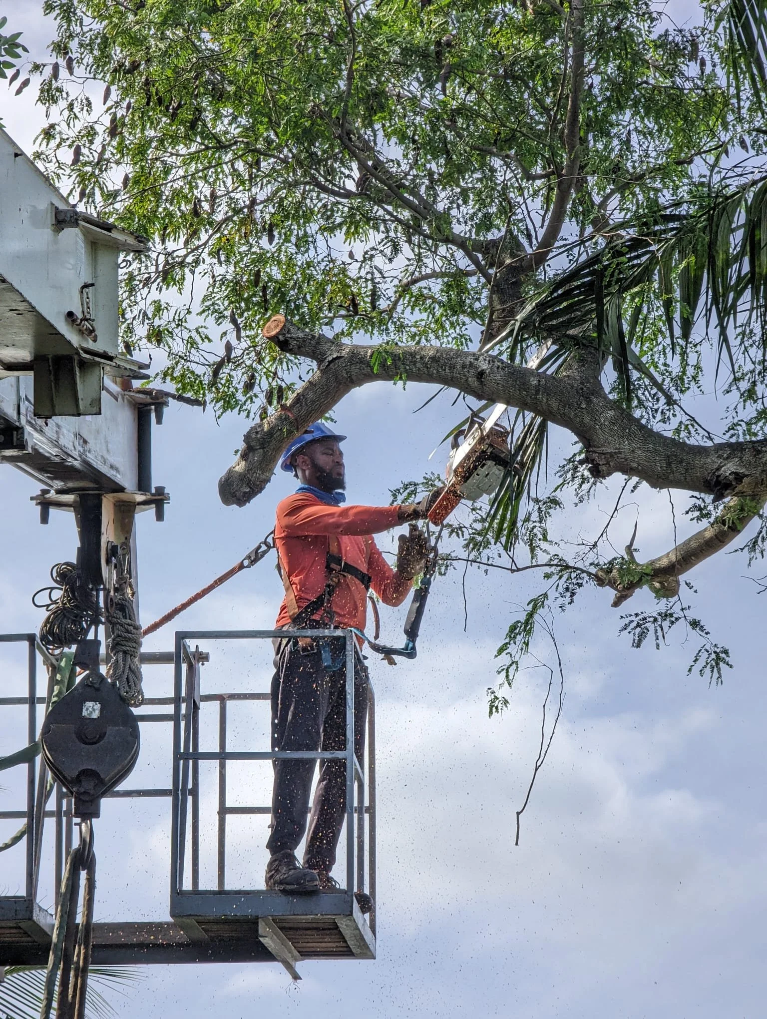 Thurstons Lumberjack Tree Removal Bahamas Chainsaw