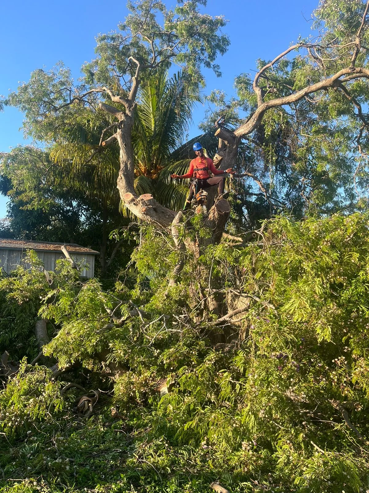 Thurstons Lumberjack Tree Removal Bahamas Chainsaw