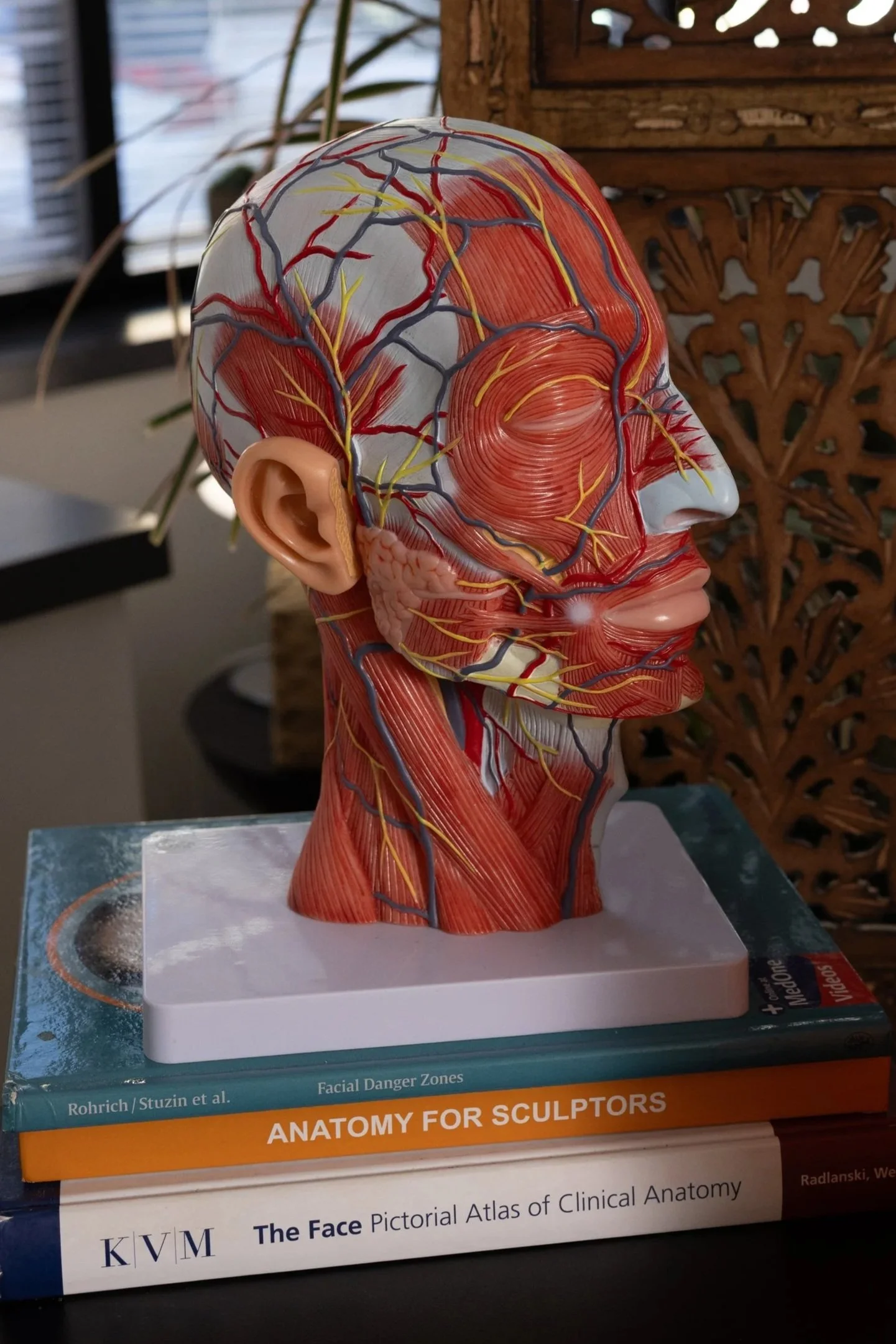 An anatomical model of a human head displaying muscles, blood vessels, and nerves, with a focus on facial and cranial structures, placed on a stack of medical textbooks.