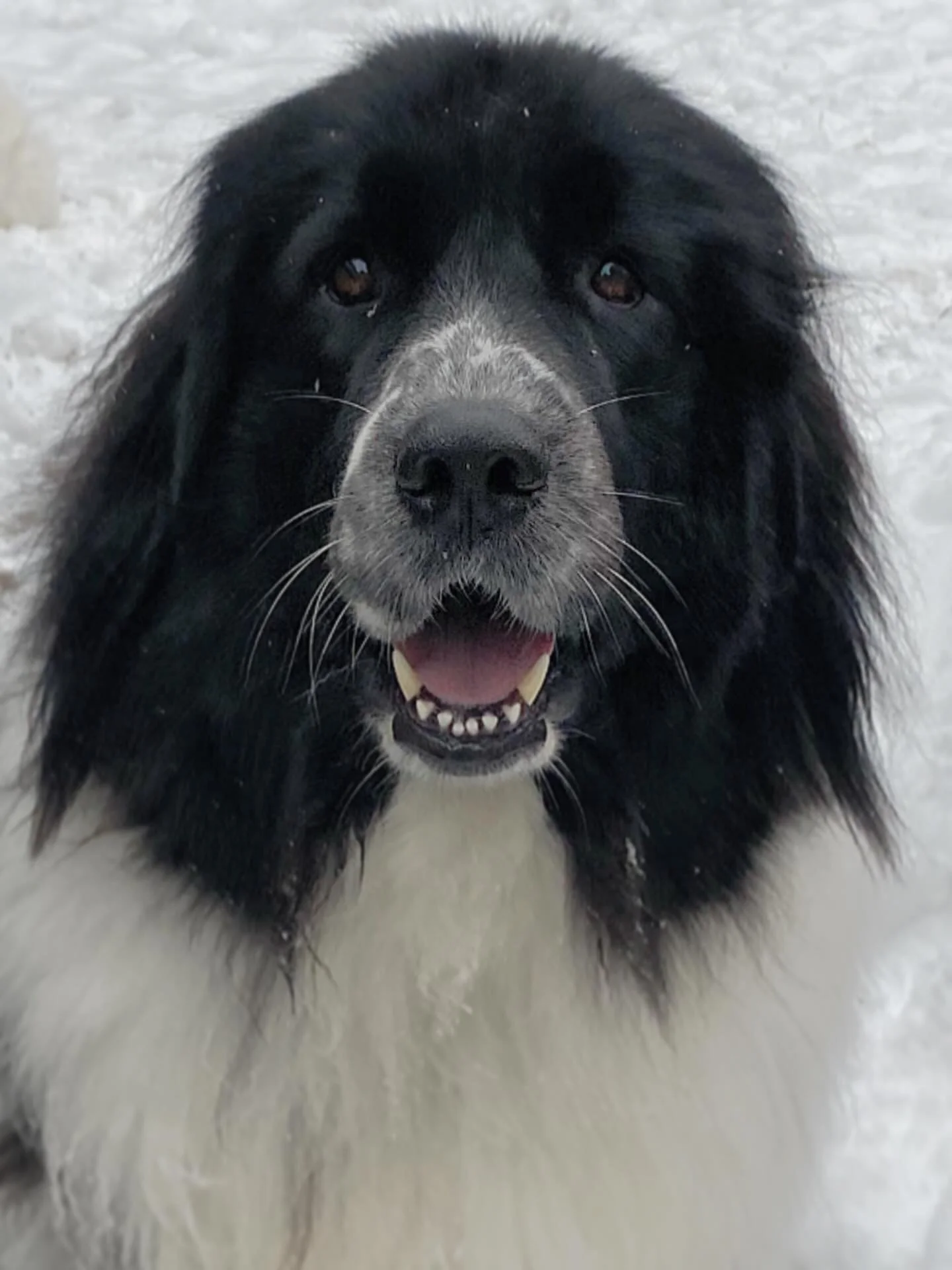 Snow brings a smile to Dots face ❄️