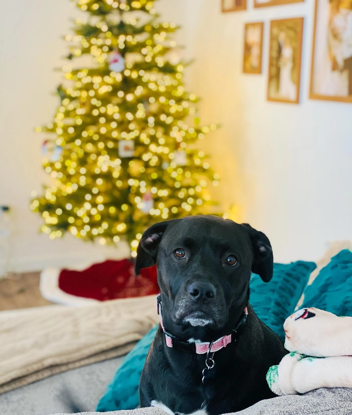 Millie the model 🎄