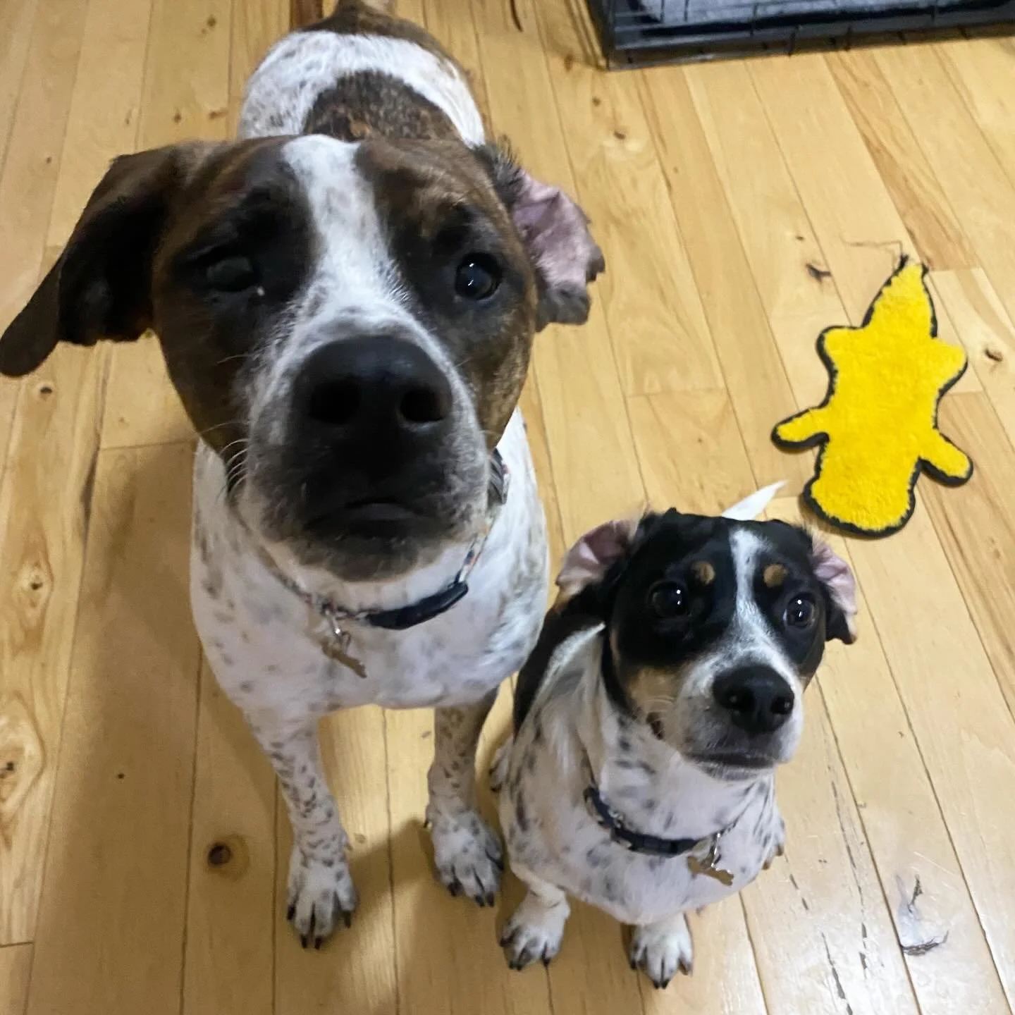 You know they are having fun when their ears flap back 
#petsitter