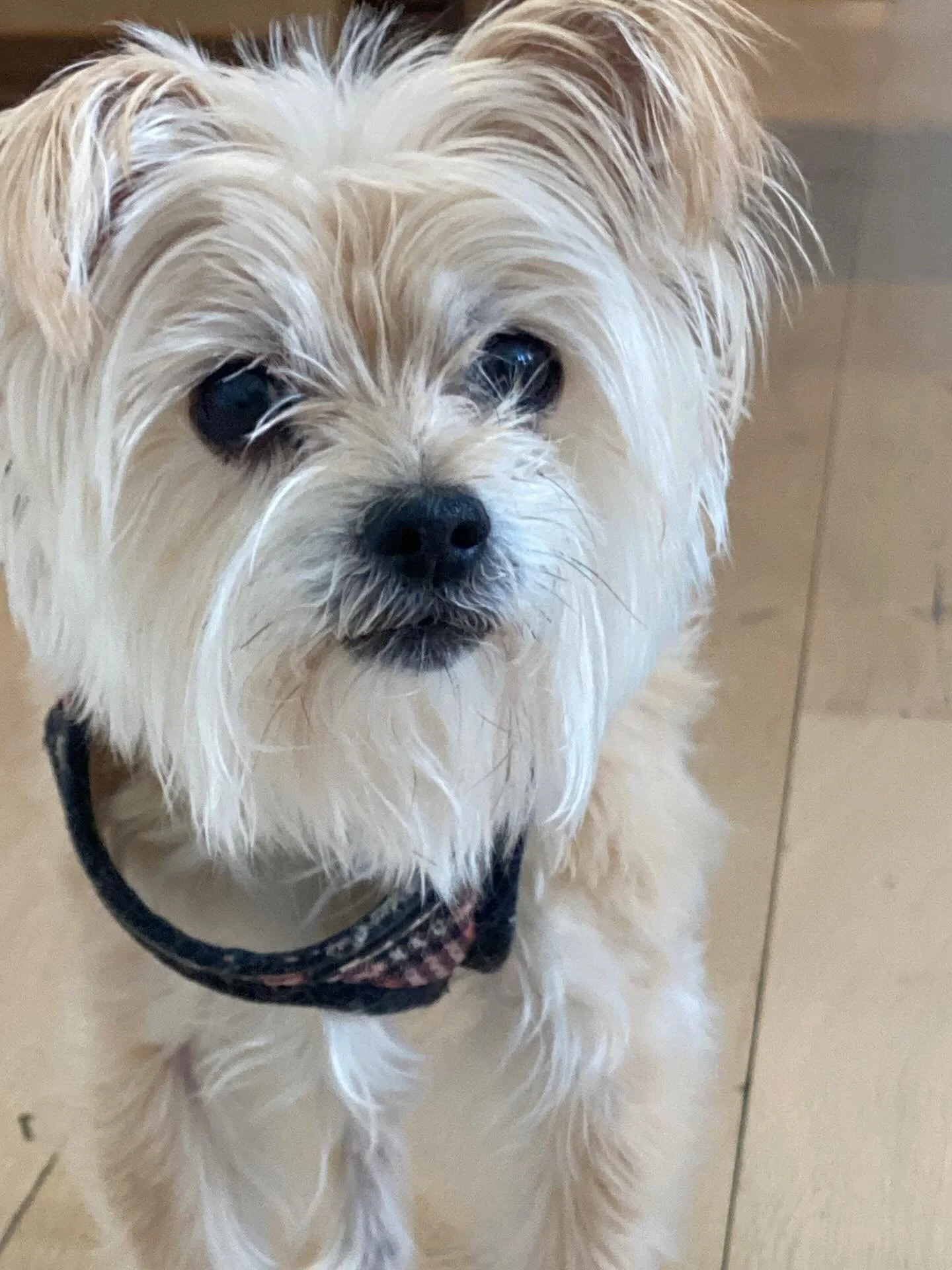 This week is going to be a blast with my new tiny 15-year-old buddy! 🐾💕🦴 #dogsitter #sleepovers #rover