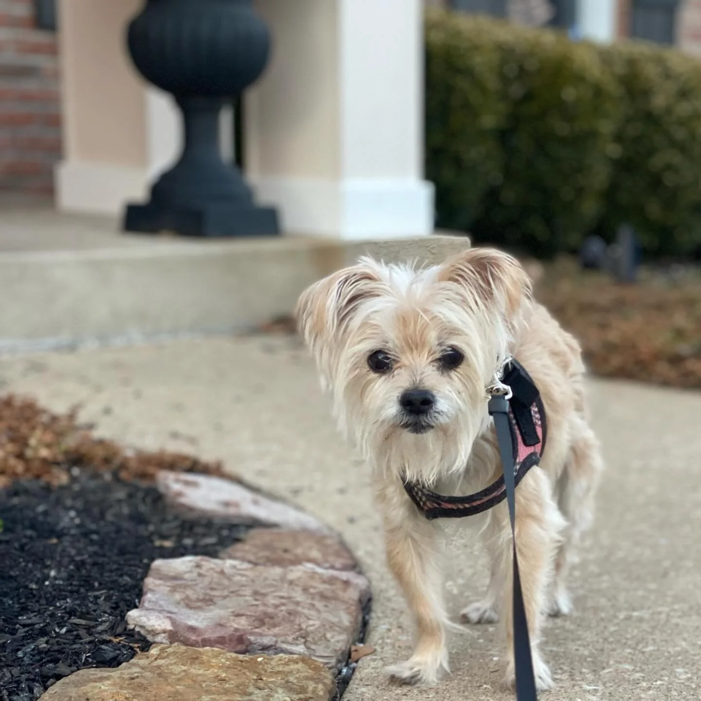 Little dogs need walks too, even it&rsquo;s only to the mailbox. 📫 
#dogsitter #walkies #smalldogs